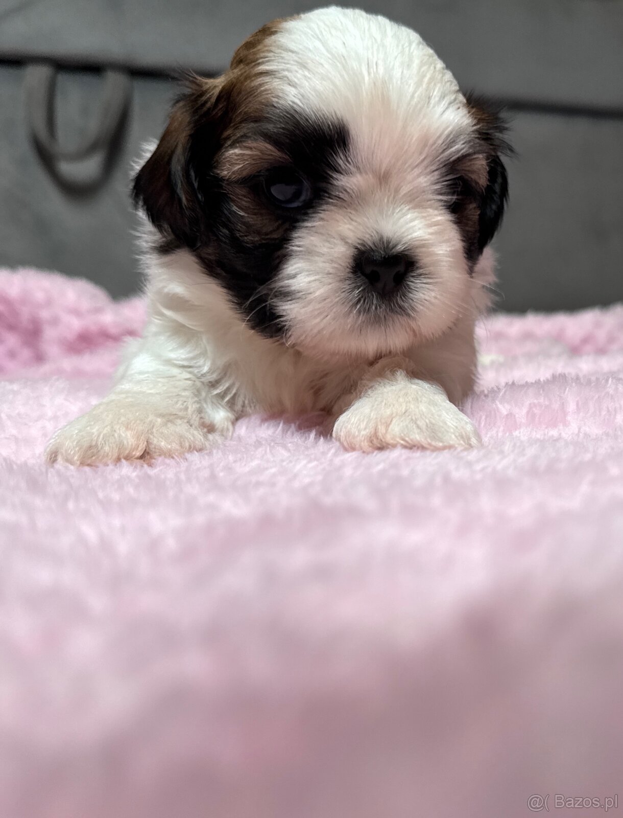 Shih Tzu samiec suka - 2