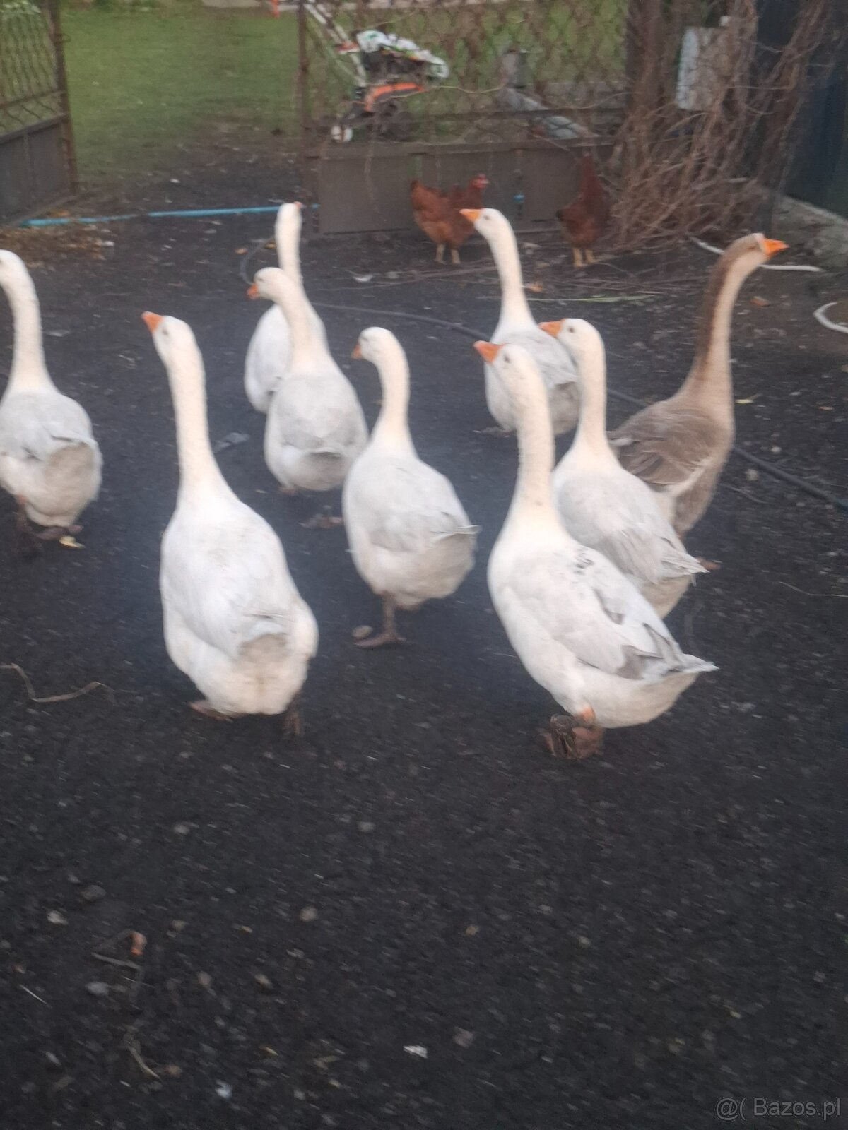 Gęsi - 2