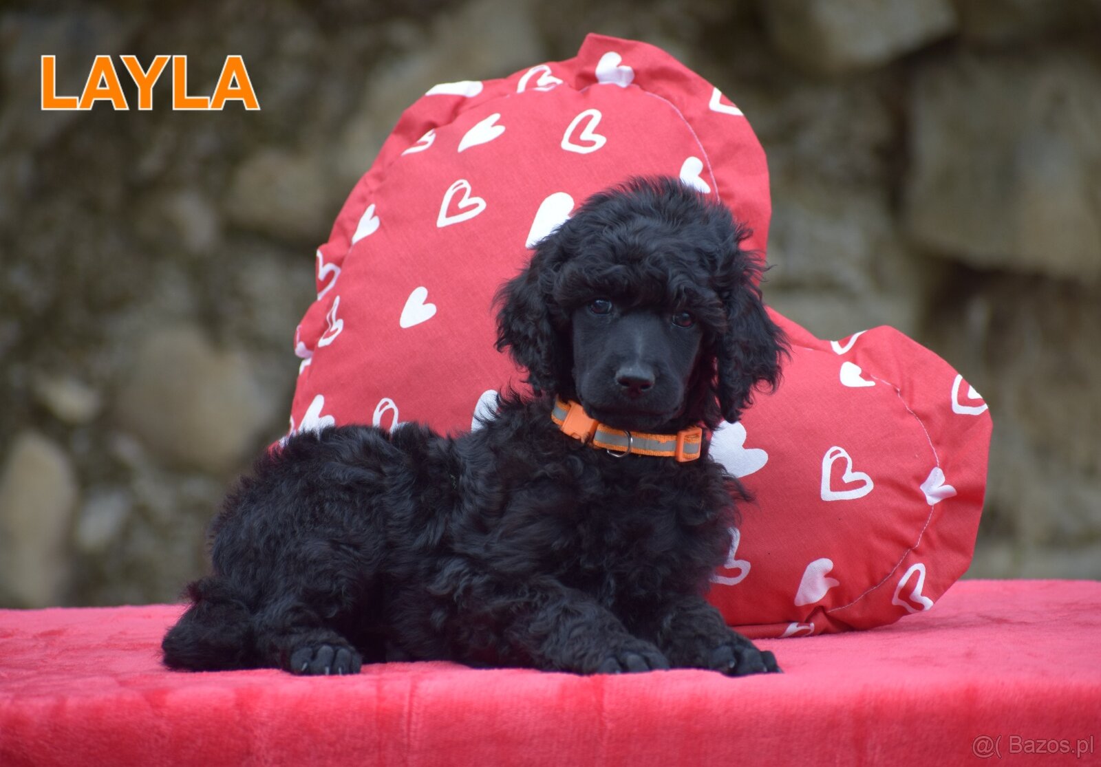 Poodle standard black - 2
