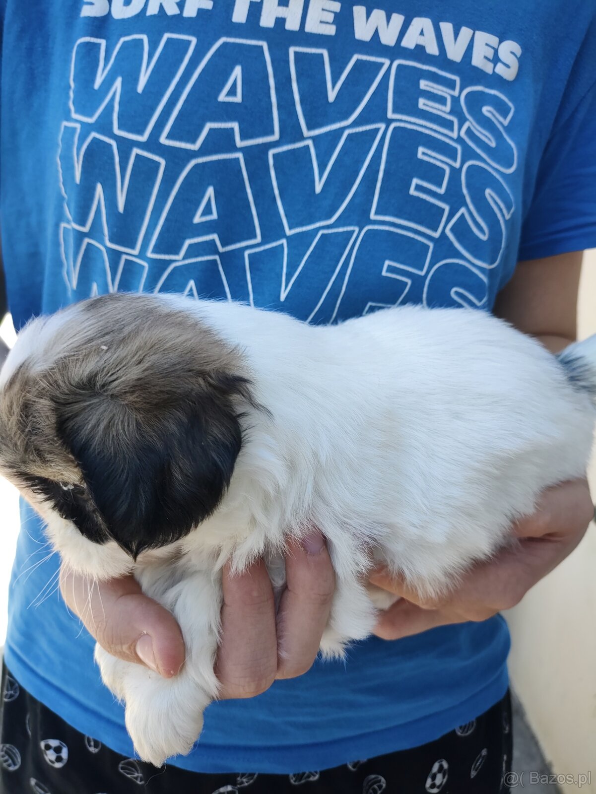 Suczka mieszanka (pekińczyk shih-tzu) - 2