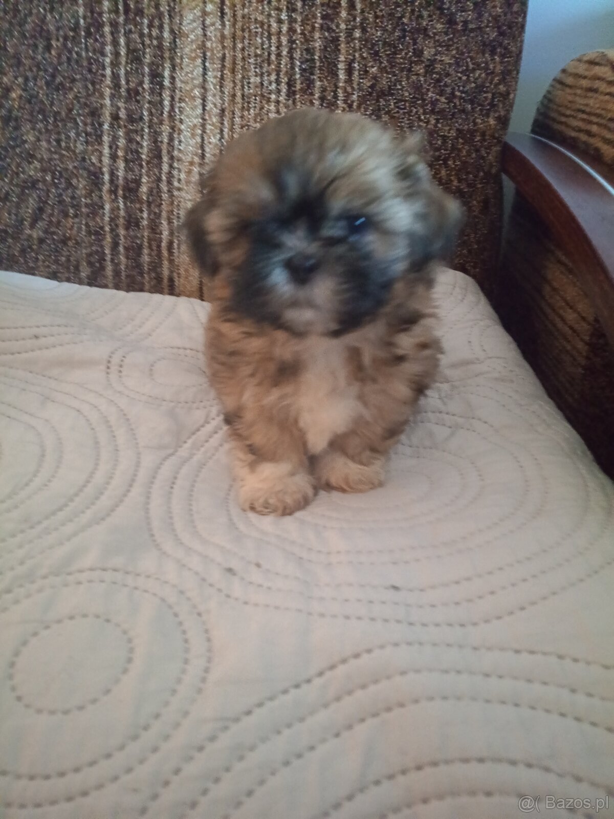 Piesek Shi tzu - 2