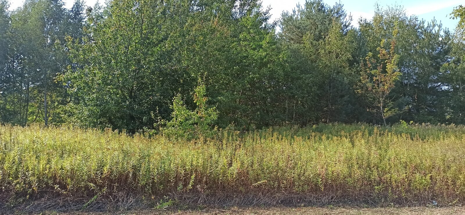 BEZPOŚREDNIO- Sprzedam Działkę 1500 m2 Majdan Wiązowna k/ Wa - 2