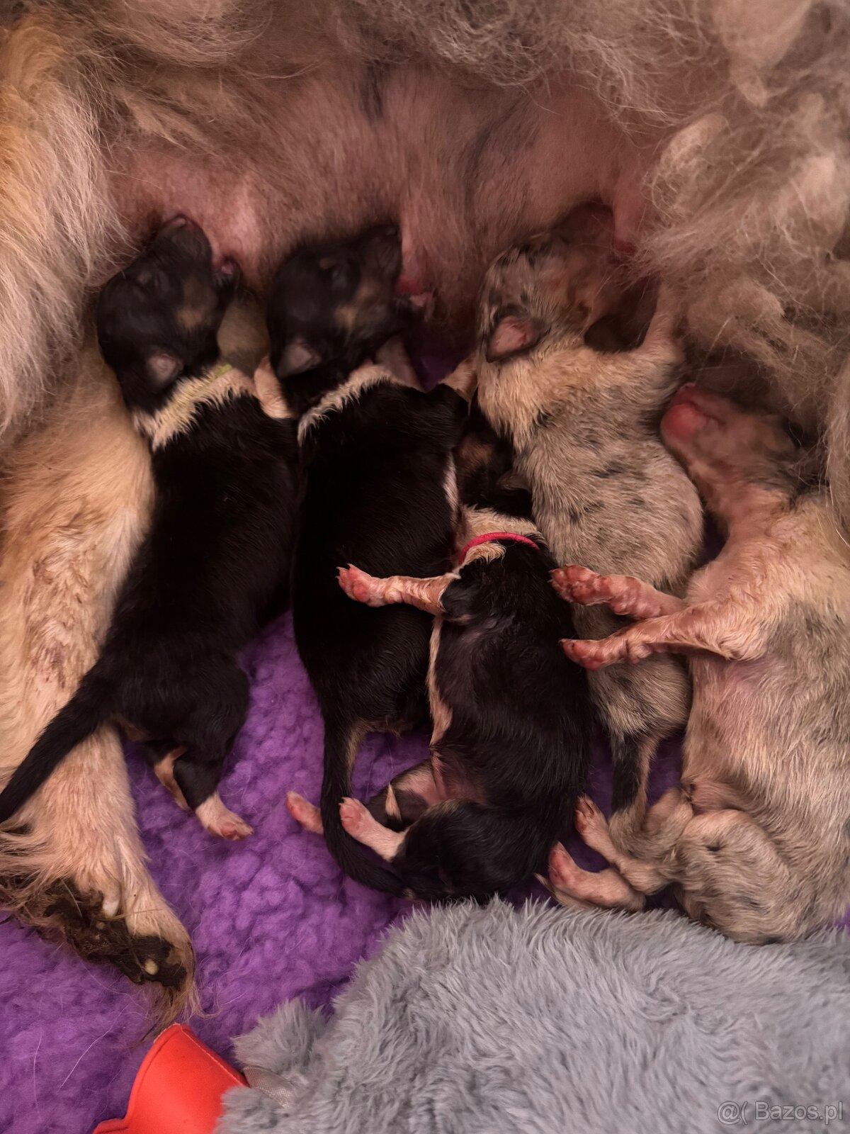 Owczarek Szkocki Długowłosy - 2