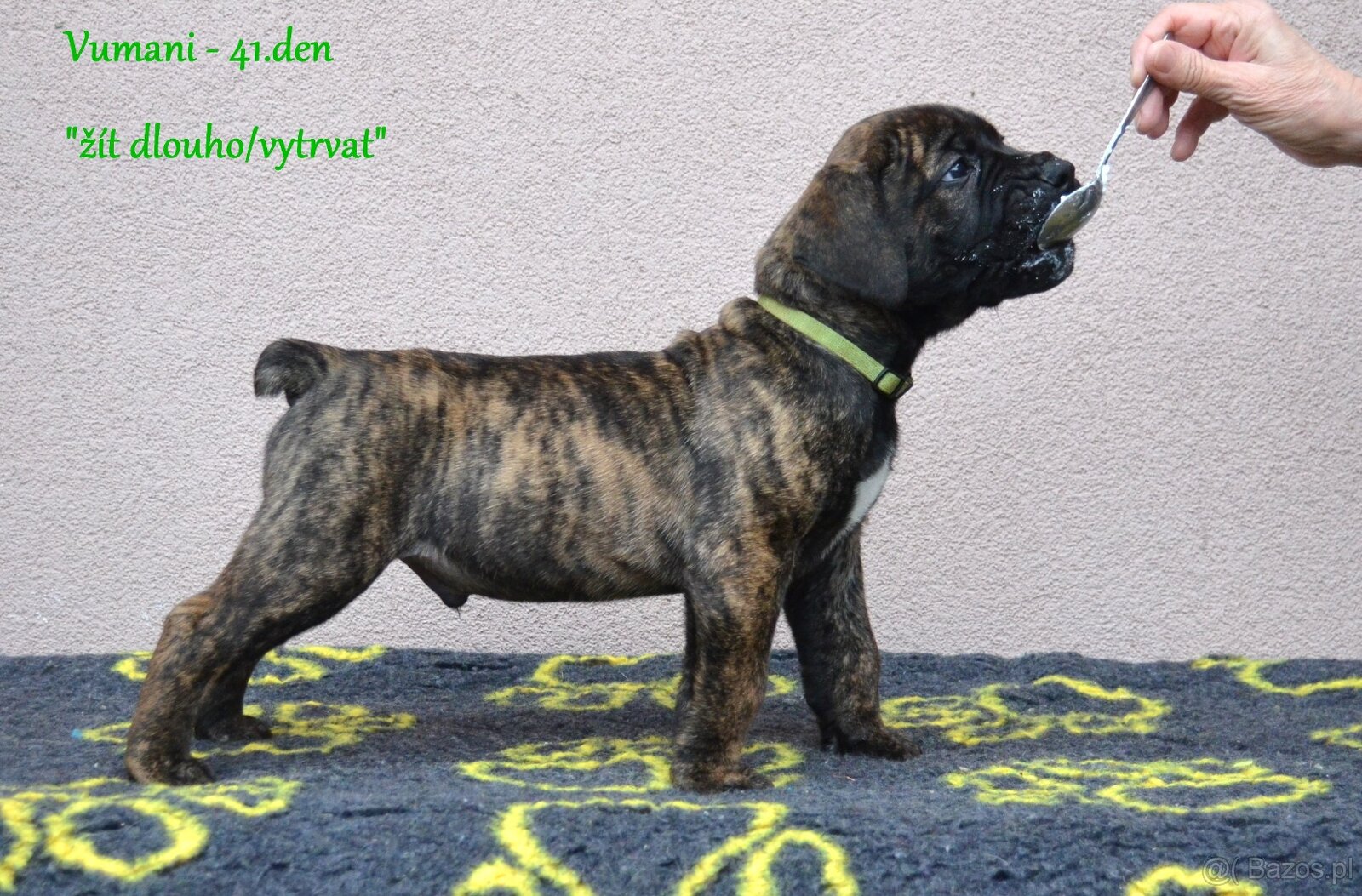 Boerboel FCI rodowod - 2