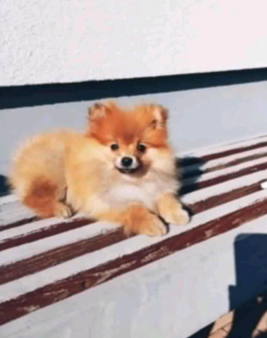 Szpice miniaturowe - 2