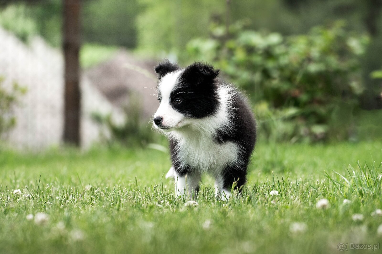 Border collie suczka czarno-biała ZKwP FCI z metryki szczeni - 2