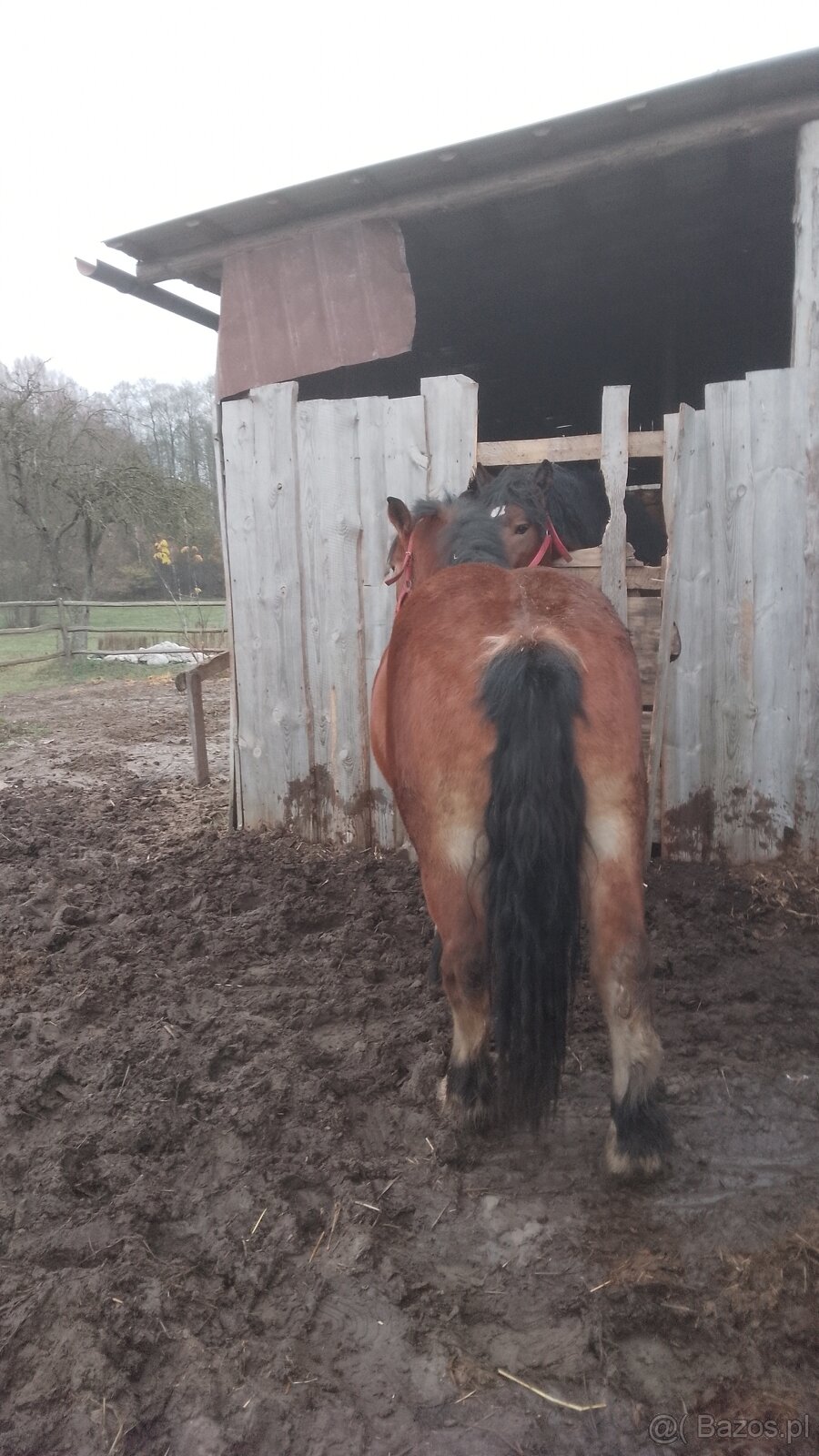 Sprzedam klacz zimnokwista - 2