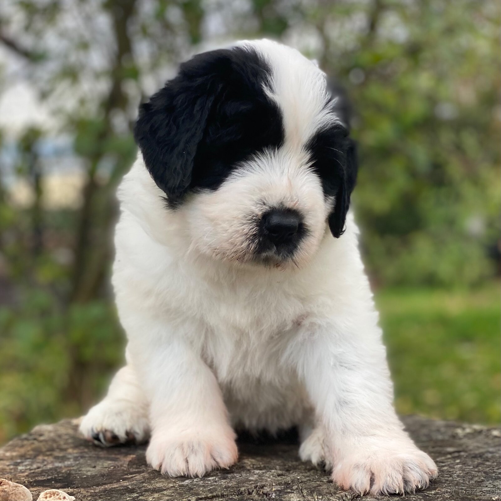 Owczarek Rumuński Mioritic Szczenięta - 2