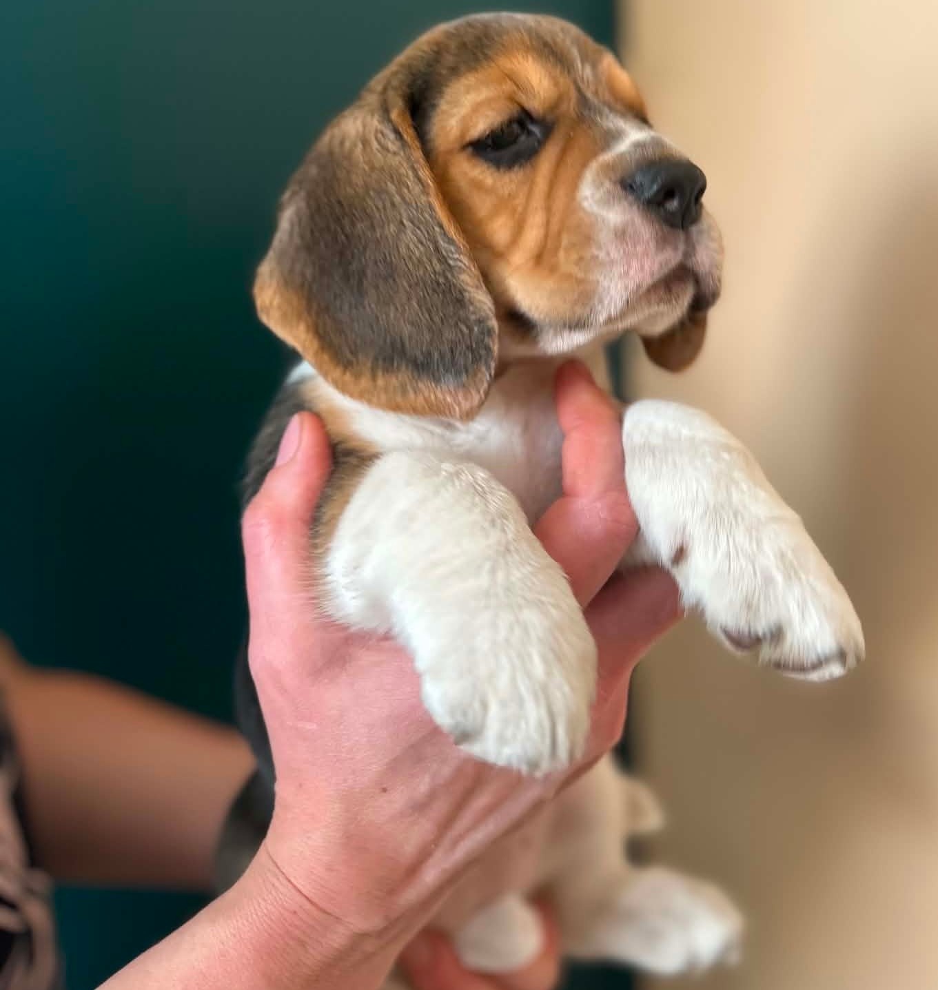 Beagle tricolor ZKwP - 2
