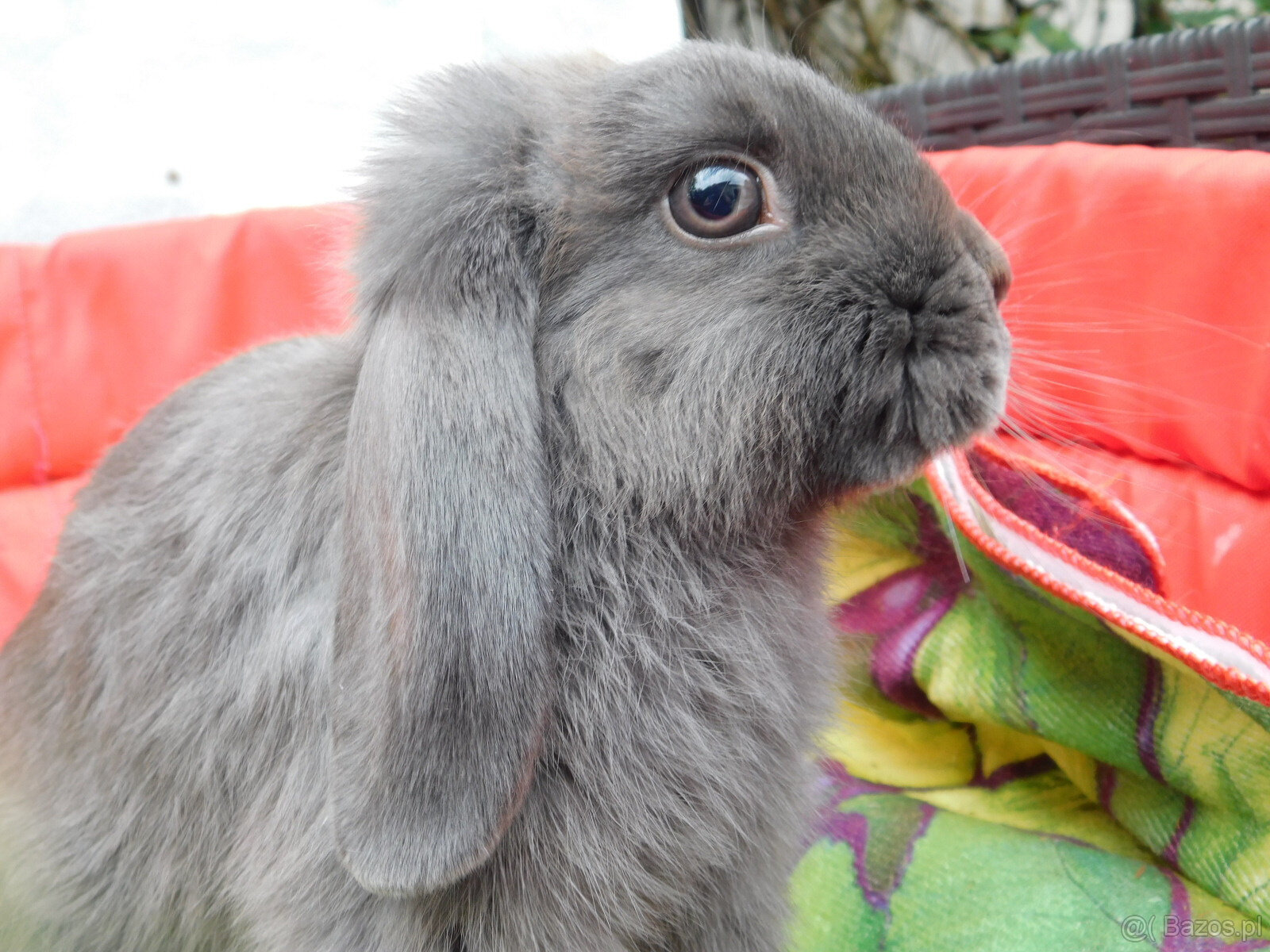 Niebieskie baranki mini lop - 2