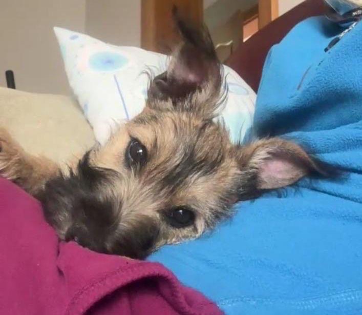 Oddam w dobre ręce-uroczy 6 miesięczny piesek - 2