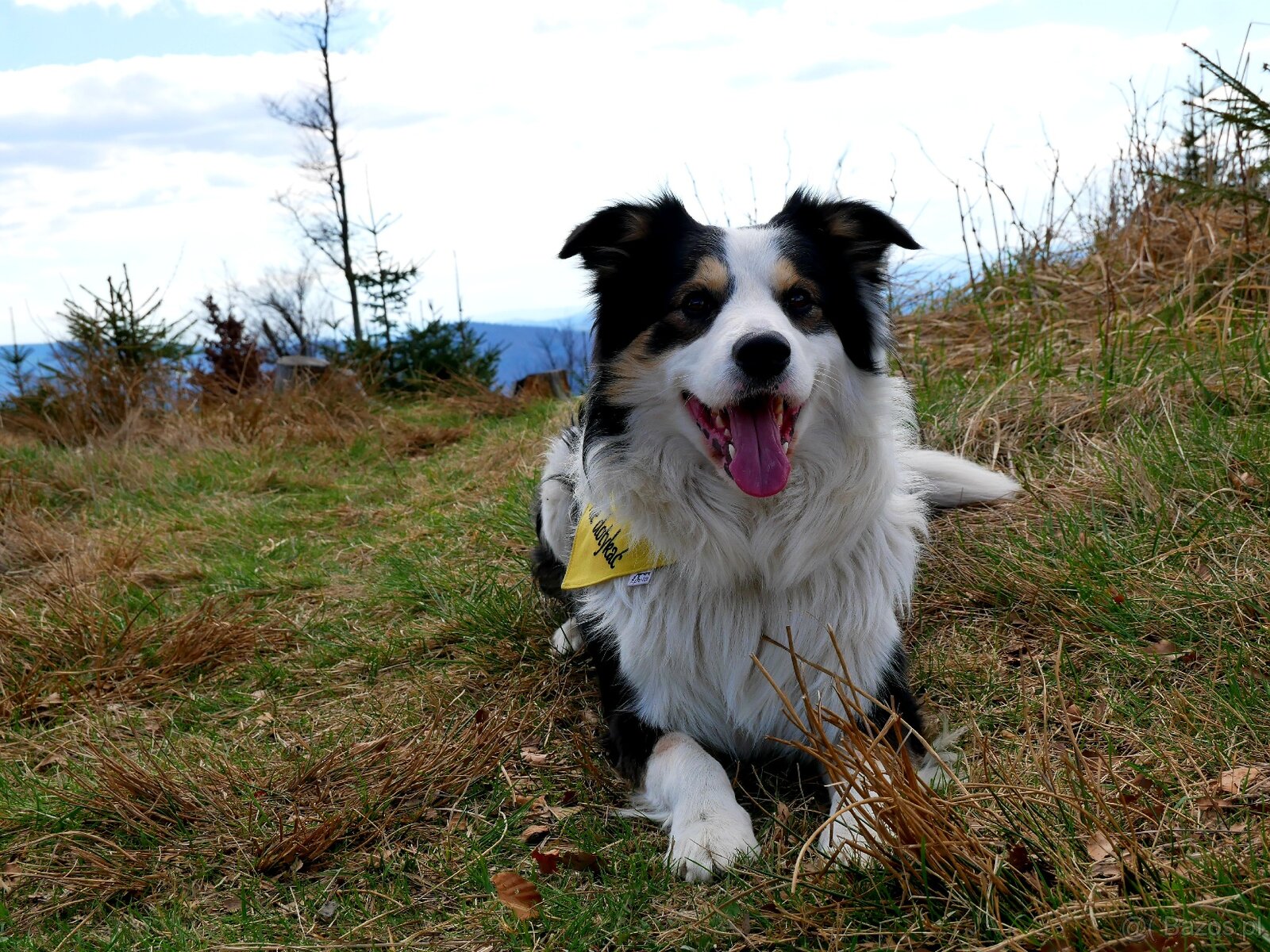 Border collie - reproduktor - 2