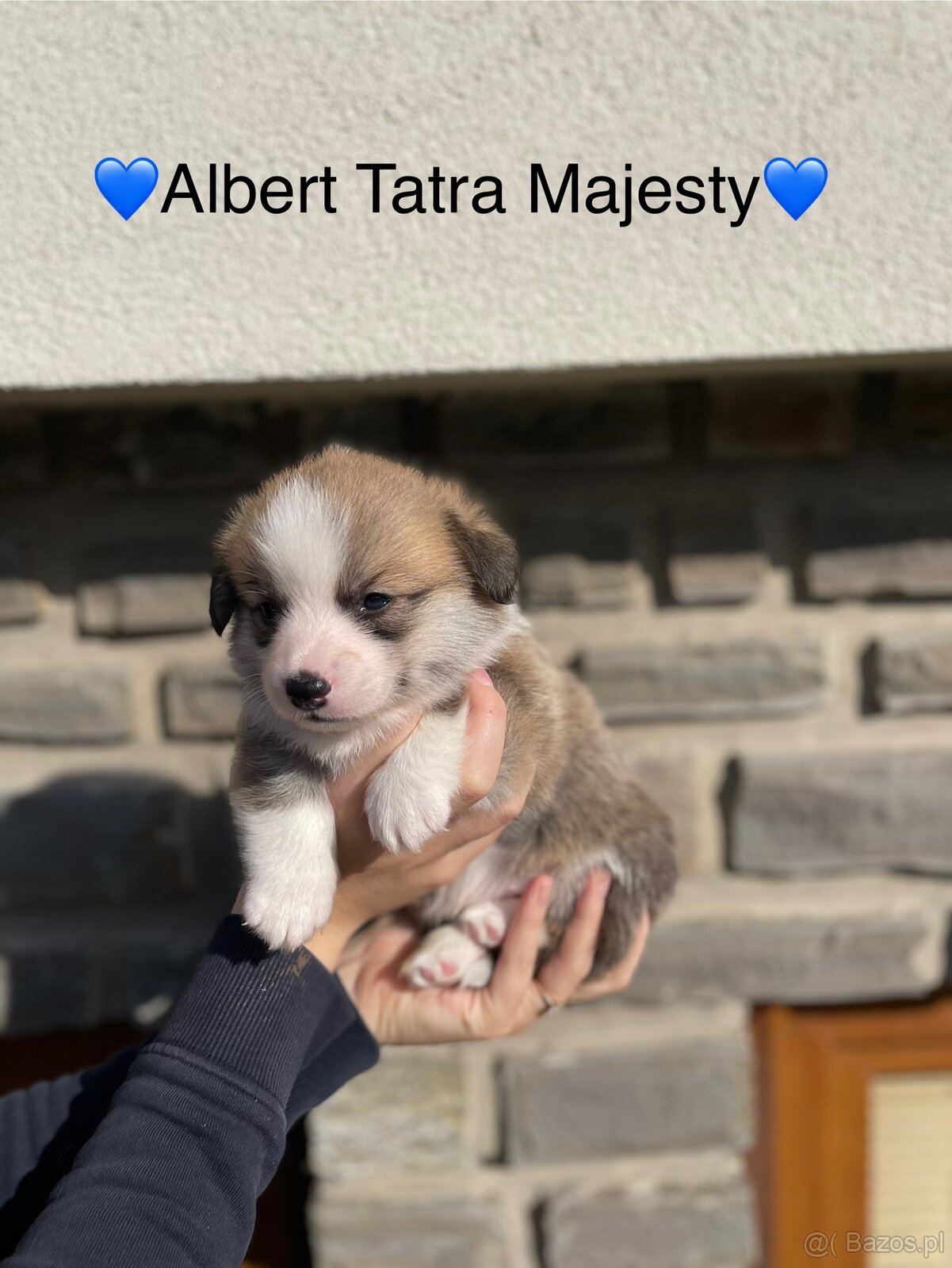 Szczenięta Welsh Corgi Pembroke - Tatra Majesty - 2