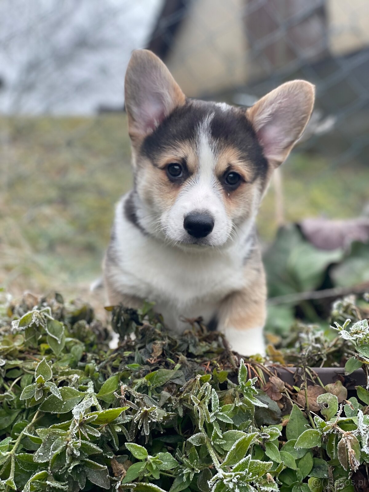 Alf Tatra Majesty- Welsh Corgi Pembroke - 2