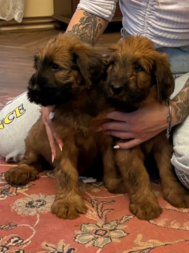 Briard szczeniak suczki - 2