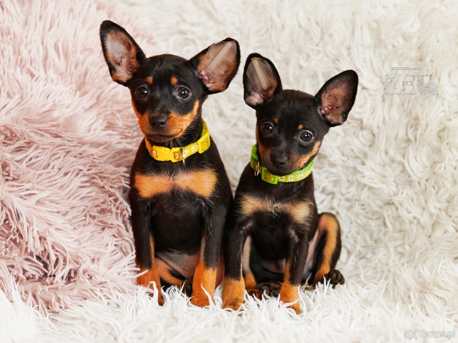 Rosyjski toy FCI - 2