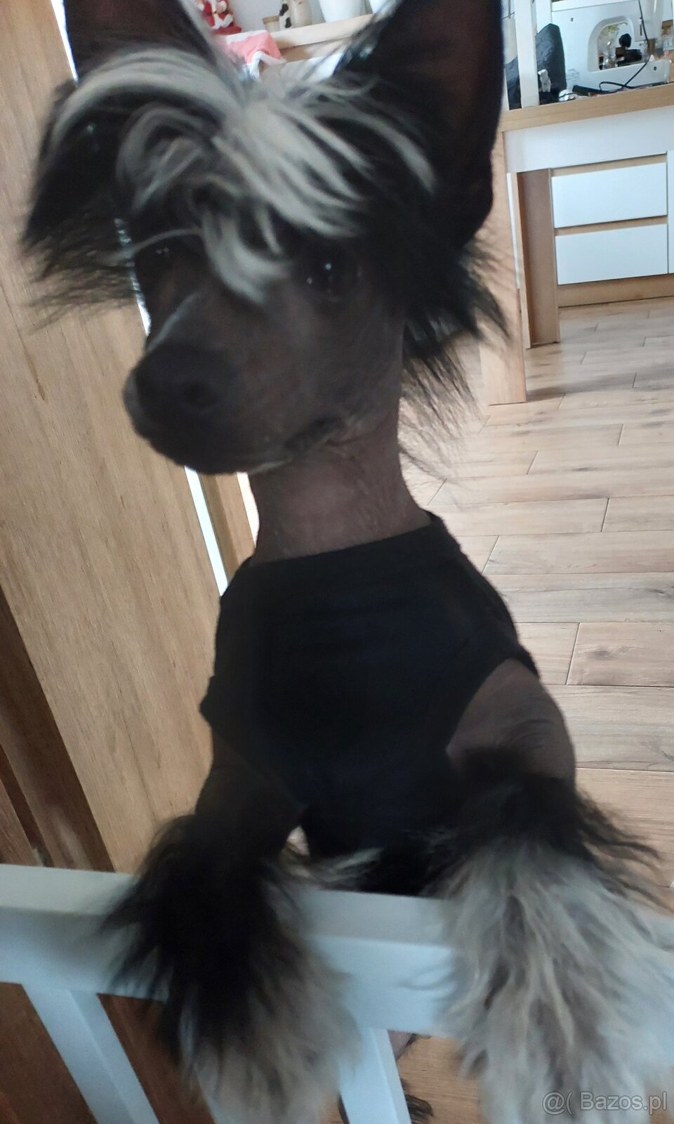 Chiński Grzywacz ZKwP/FCI samiec THL - 2