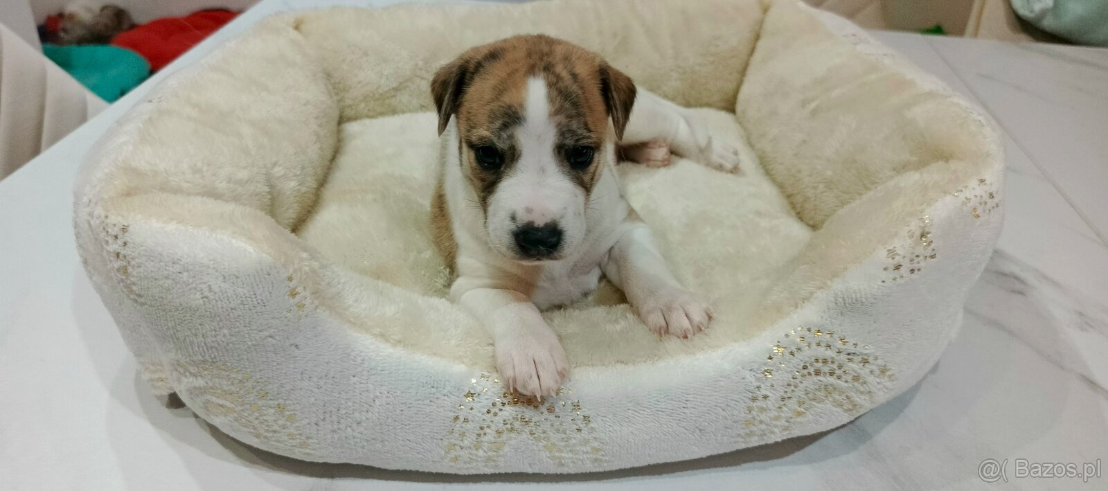 Whippet szczenieta - 2