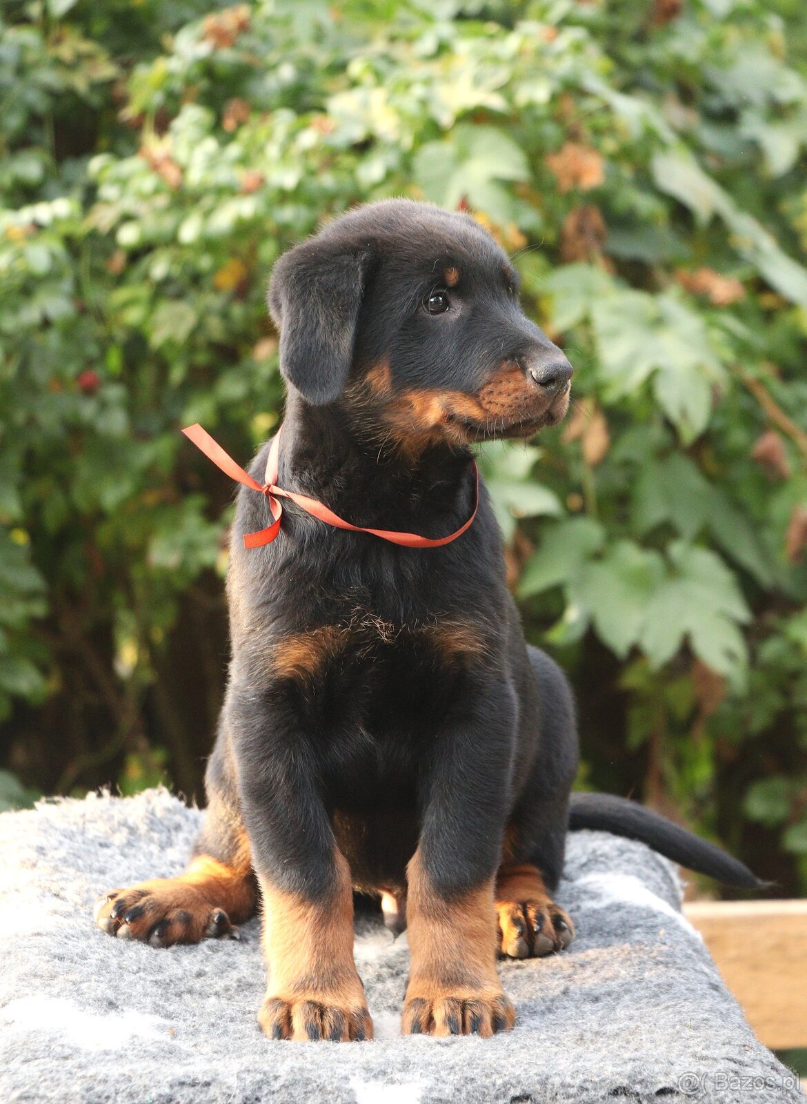 Beauceron z rodowodem FCI - 2