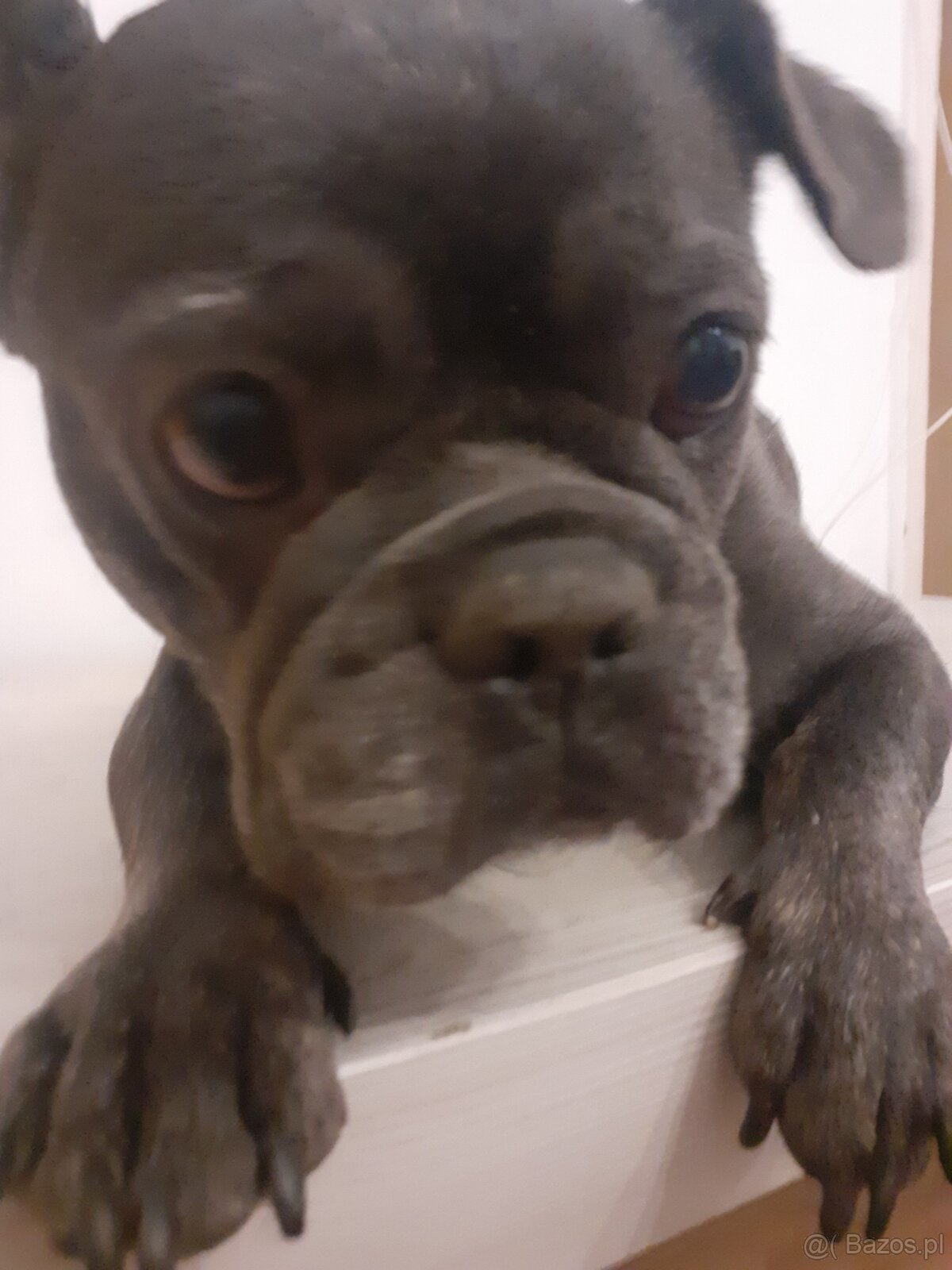 Buldog francuski - 2