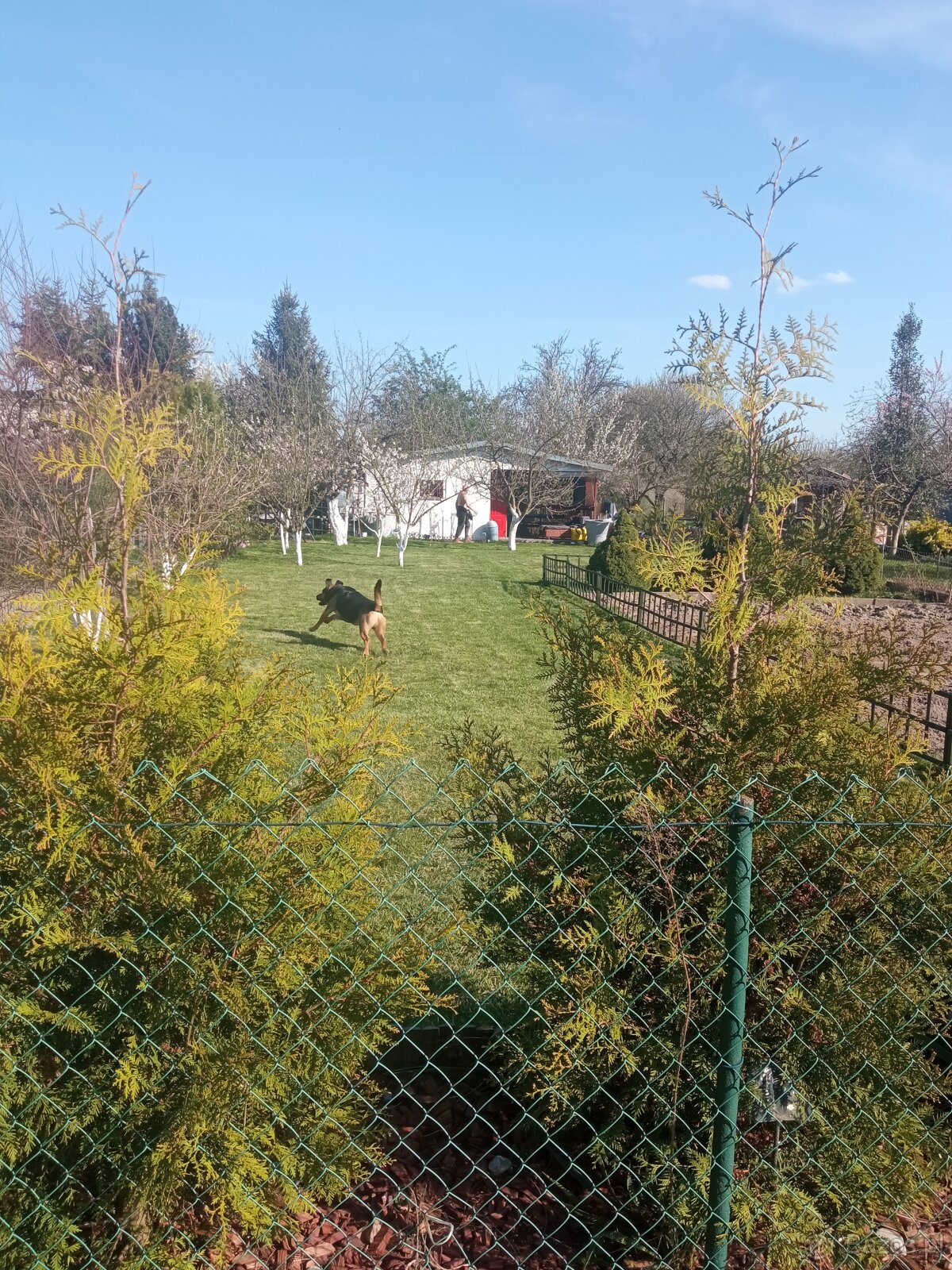 Sprzedam prawo do użytkowania działki ROD - 2