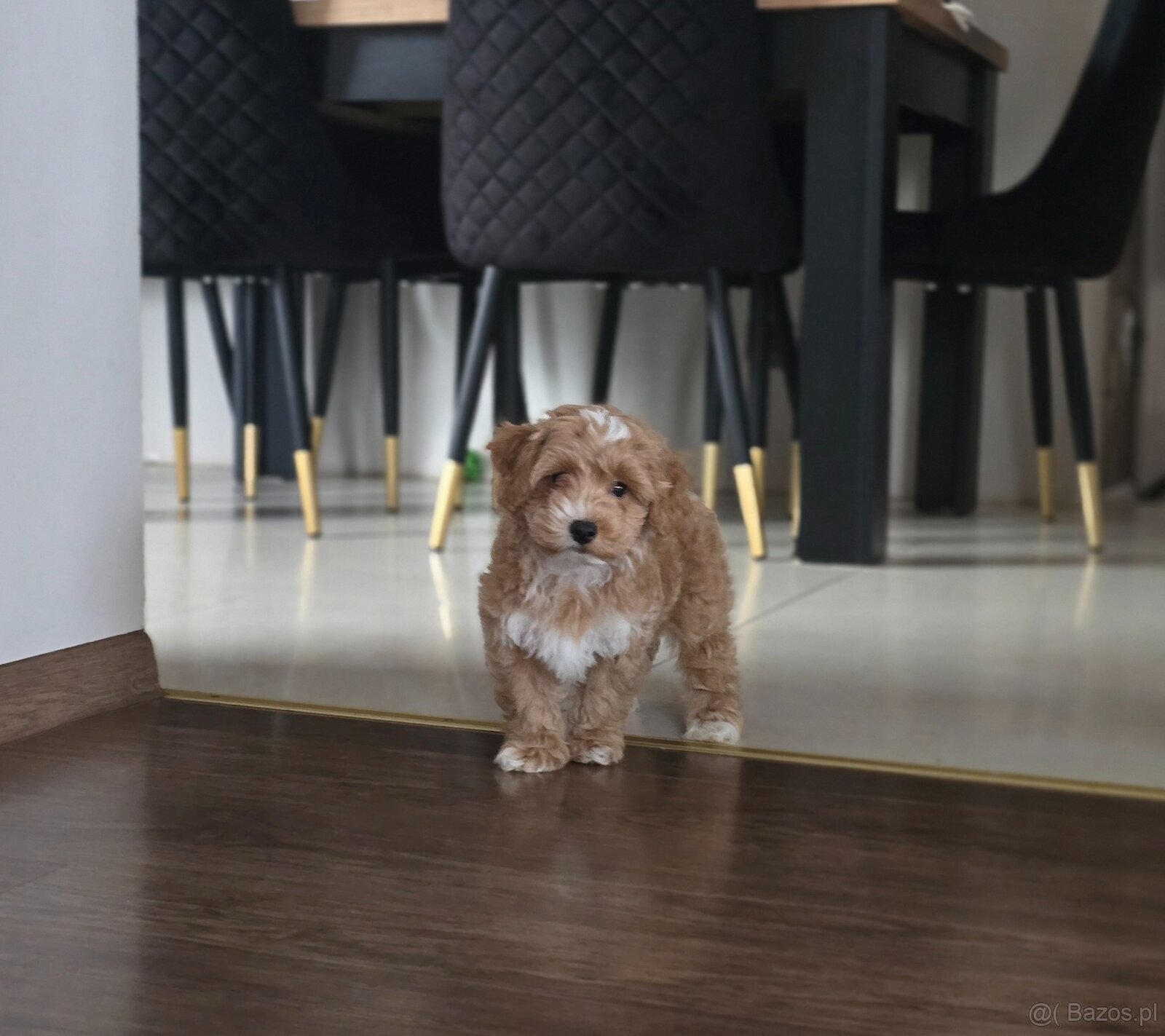 Śliczny piesek Maltipoo. - 2