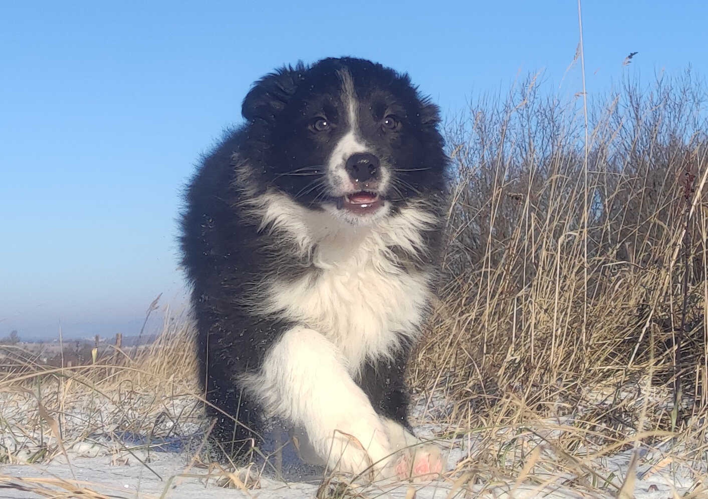 Piękna Suczka BORDER COLLIE z papierami po dobrych rodzicach - 2