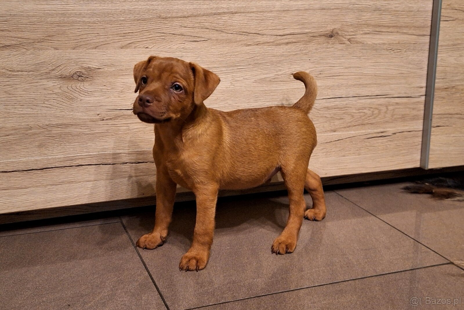 Szczeniaki Patterdale Terrier ZKWP FCI - 2