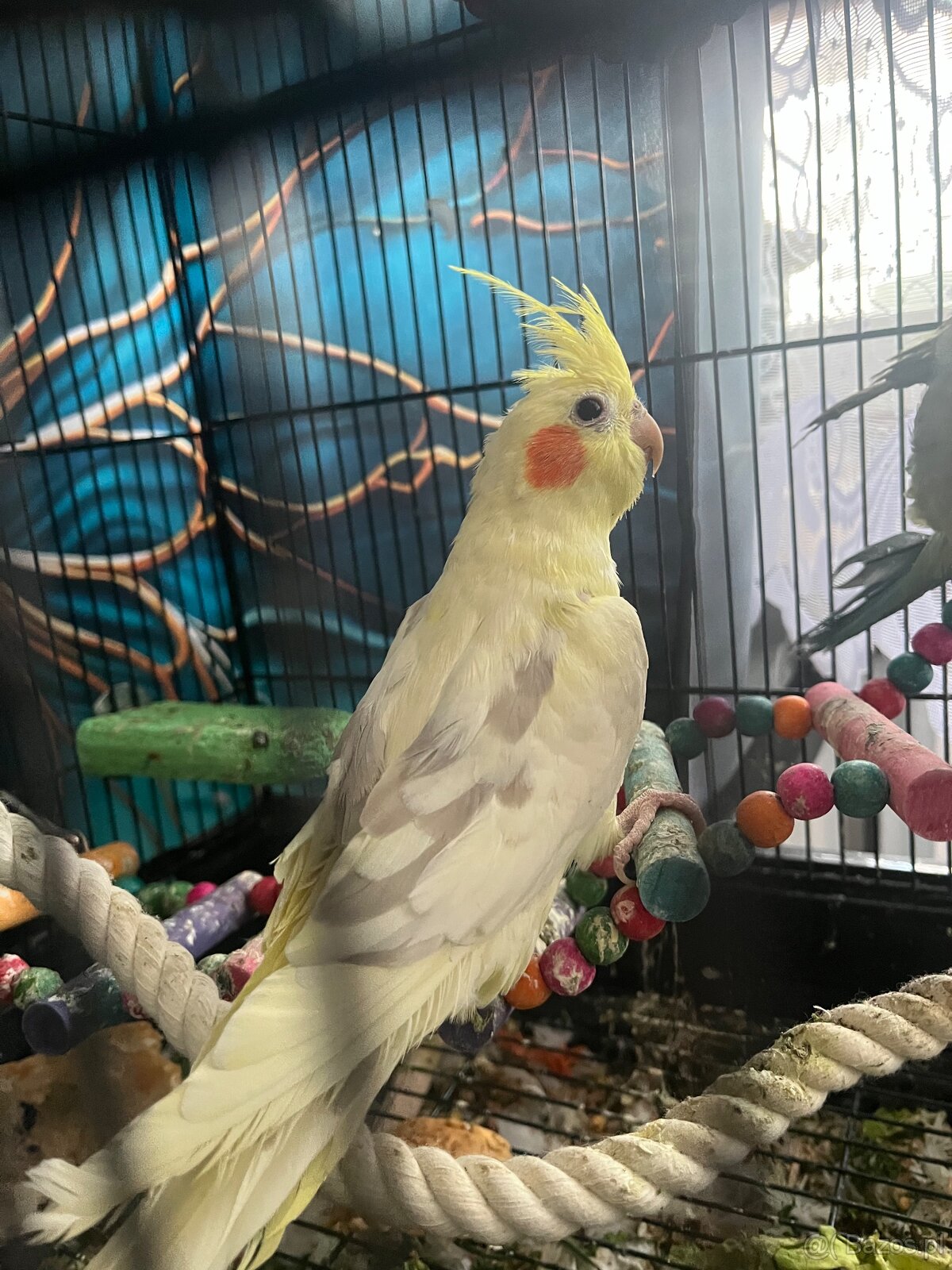 Sprzedam dwie papugi + wyposażenie (nimfa i mnicha) - 2