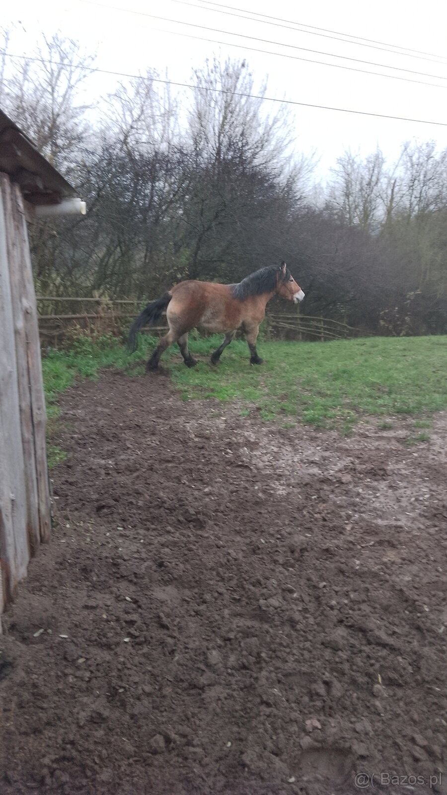 Sprzedam klacz zimnokwista 3 letnia zrebna - 2