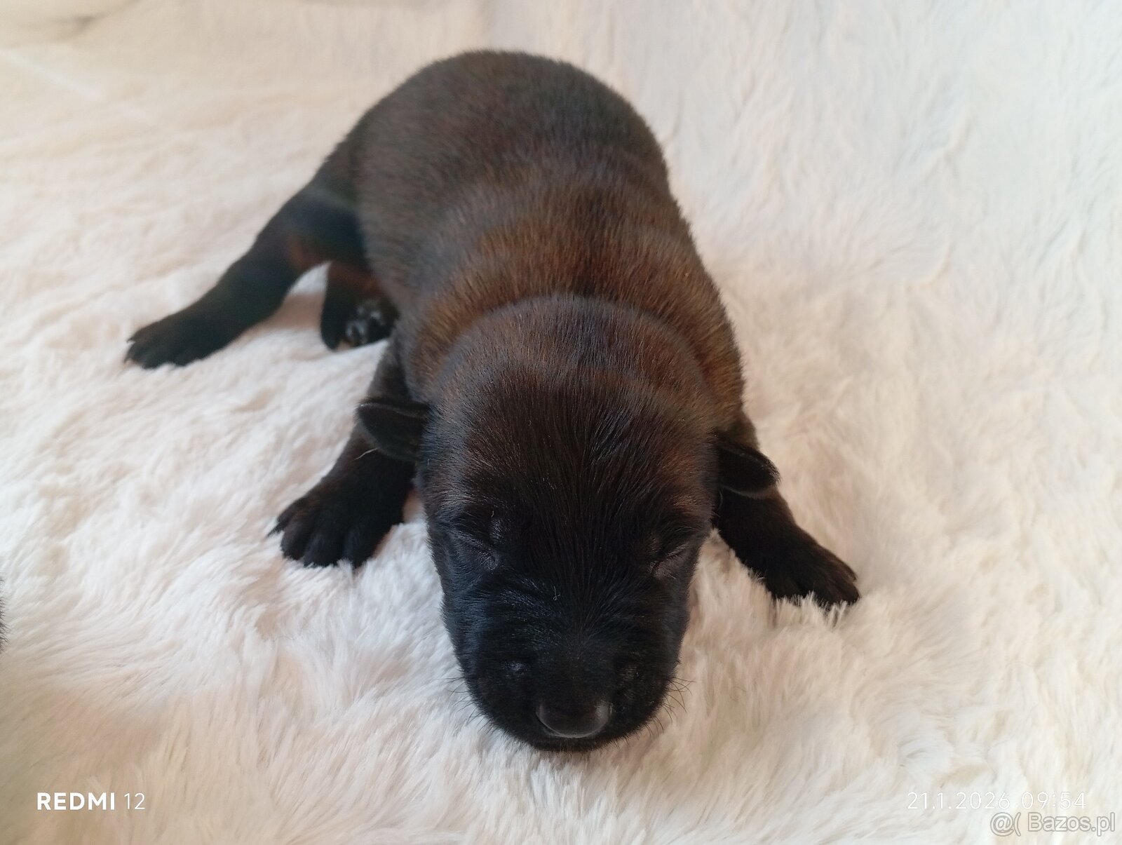 Owczarek belgijski z rodowodem FCI - 2