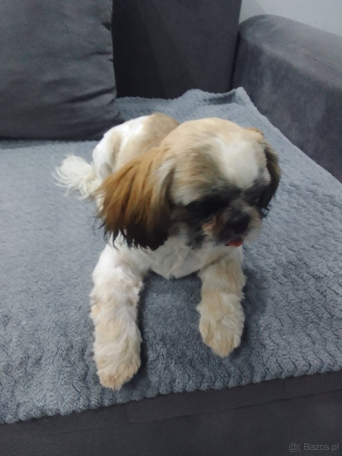 Shih tzu - 2