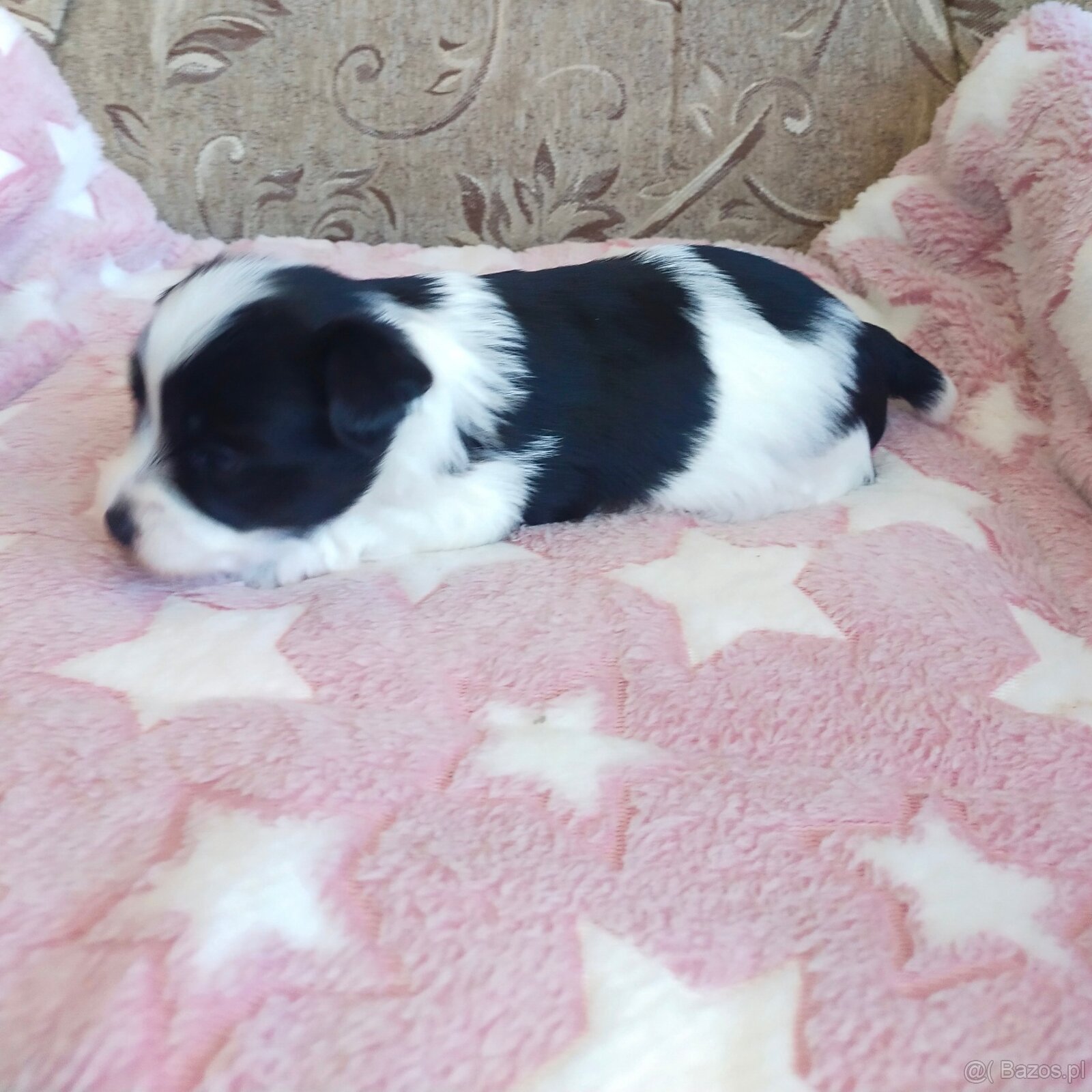 Yorkshire Terrier Biewer - 2