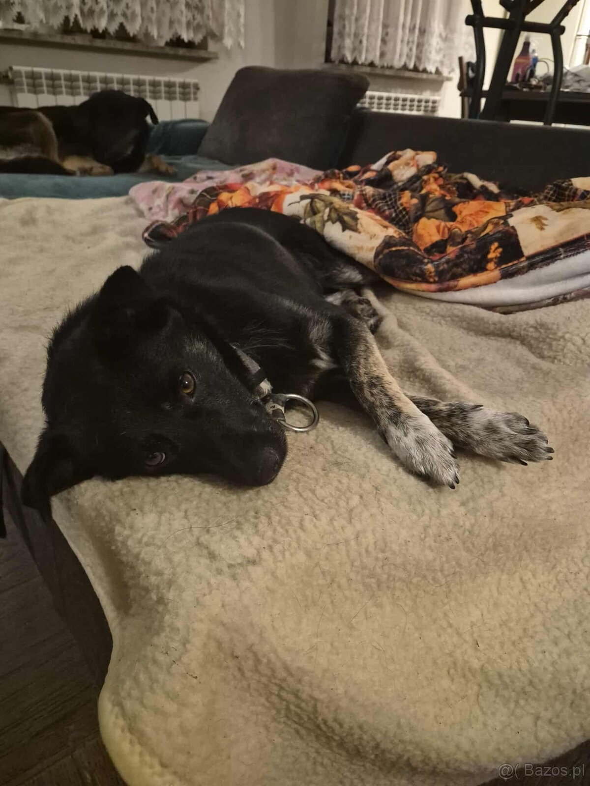 Leon, nieduży młody psiak szuka domu pies psy - 2