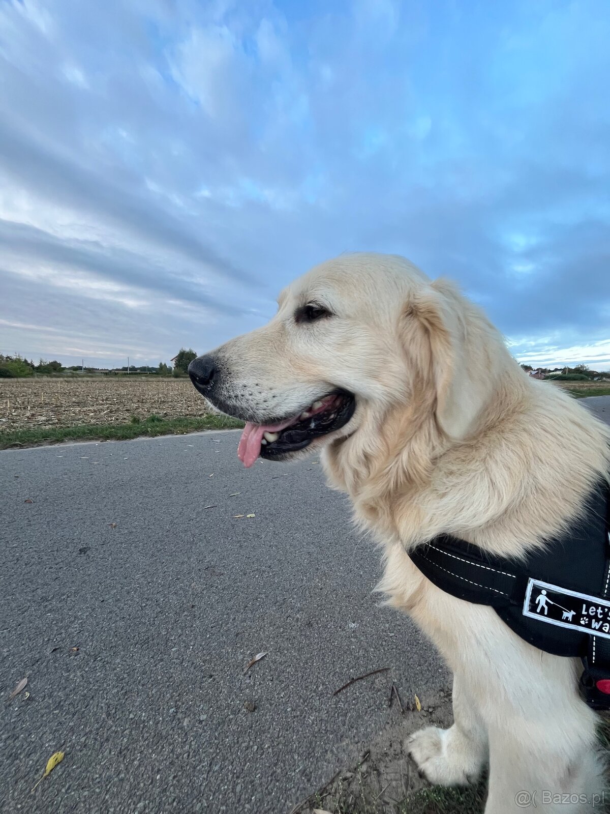 oddam psa golden retriver biszkoptowy labrador - 2