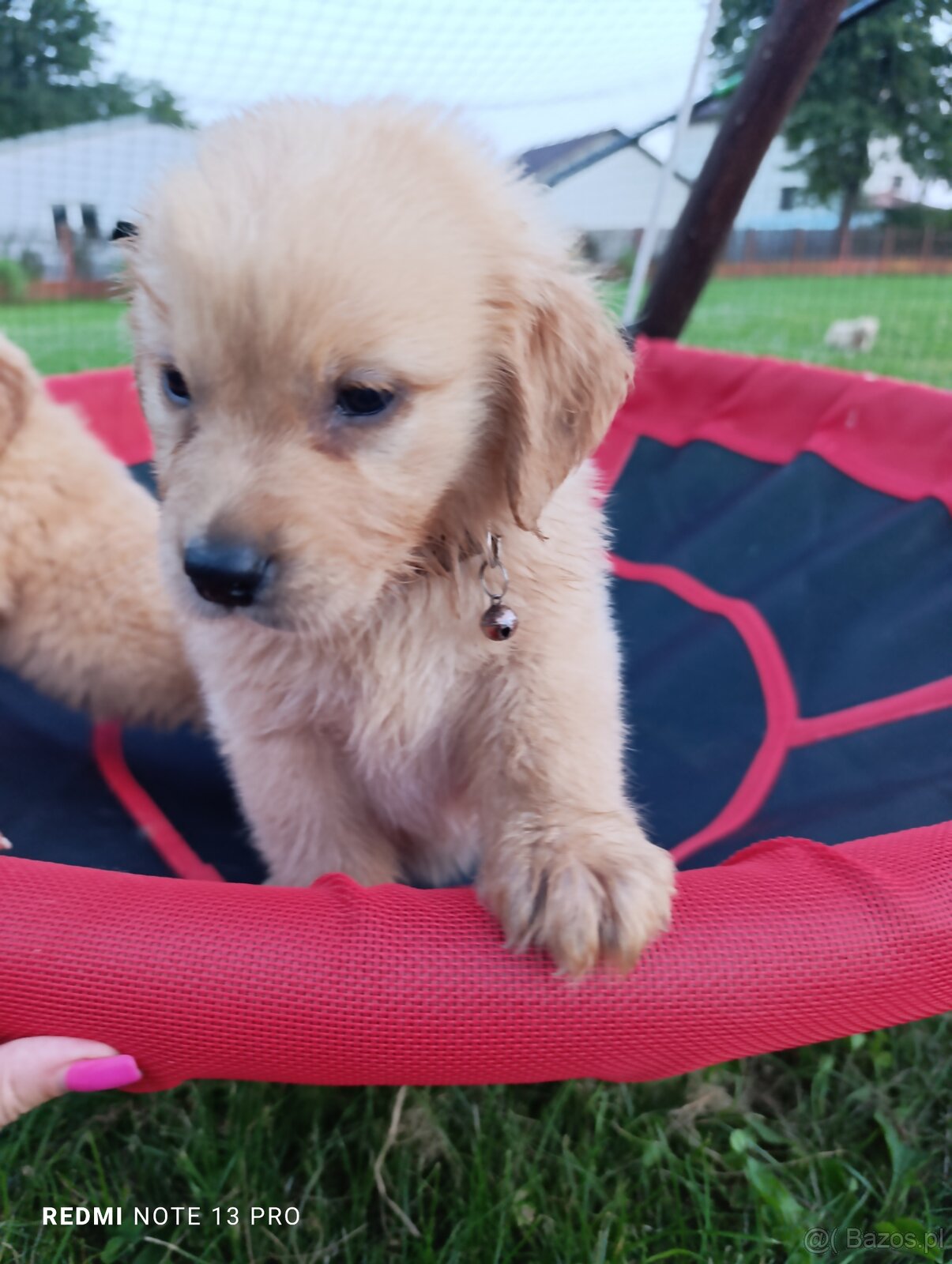 Golden retriever - 2