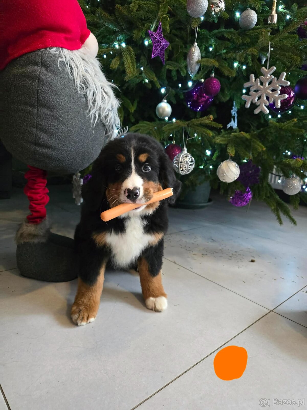 Berneński Pies Pasterski - 2