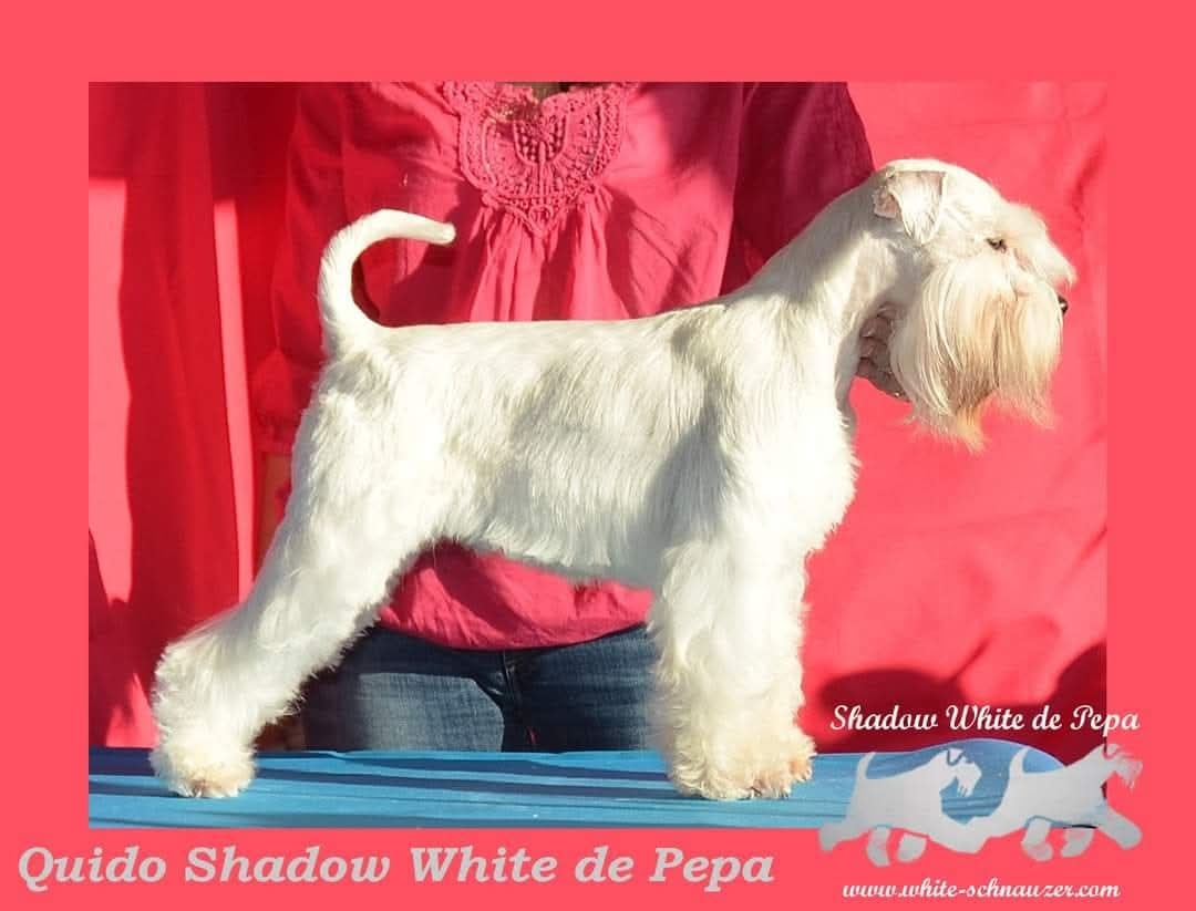 Schnauzer miniatúrne white - 2