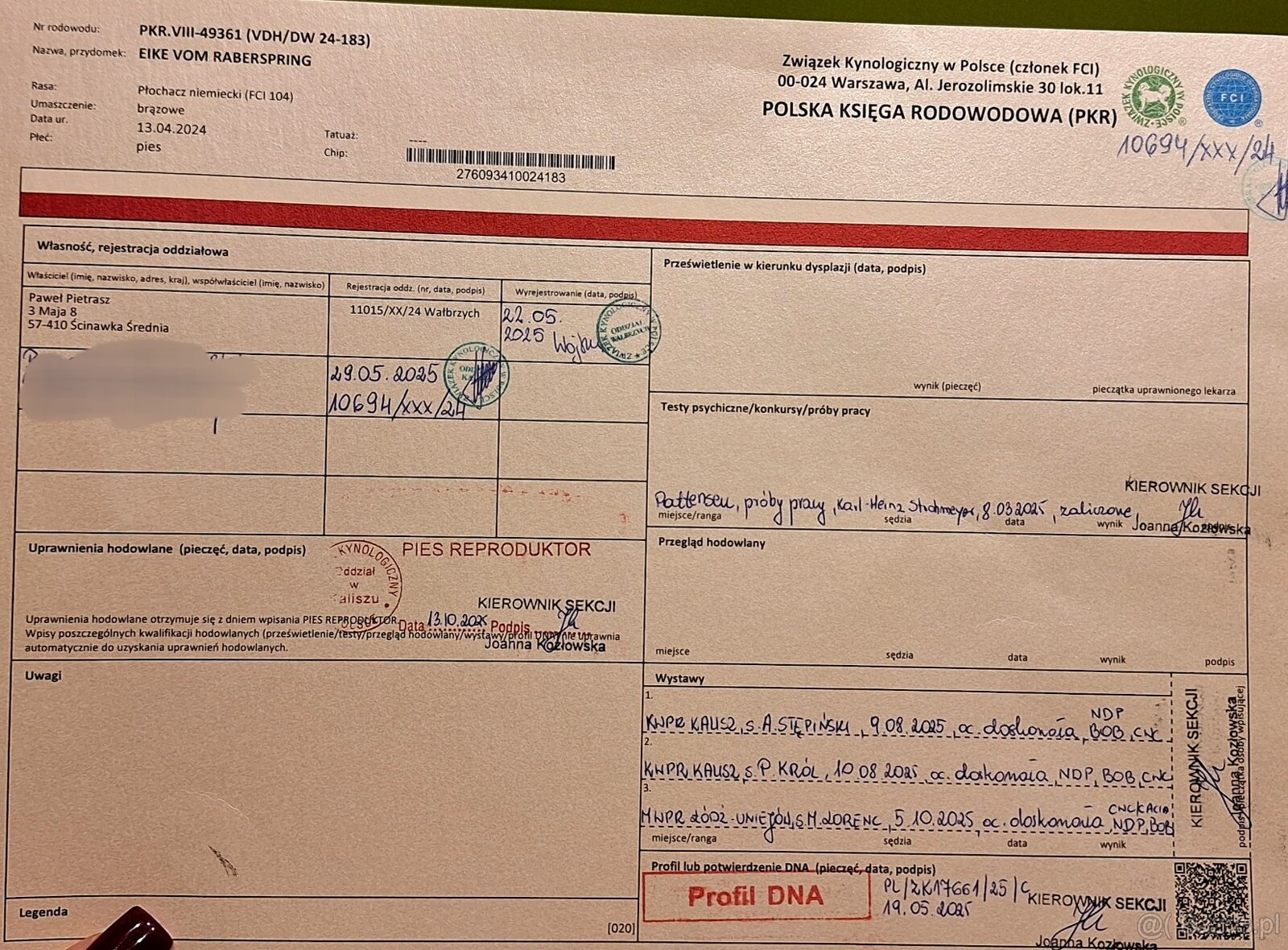 Reproduktor oferta krycia Płochacz Niemiecki Wachtelhund - 2