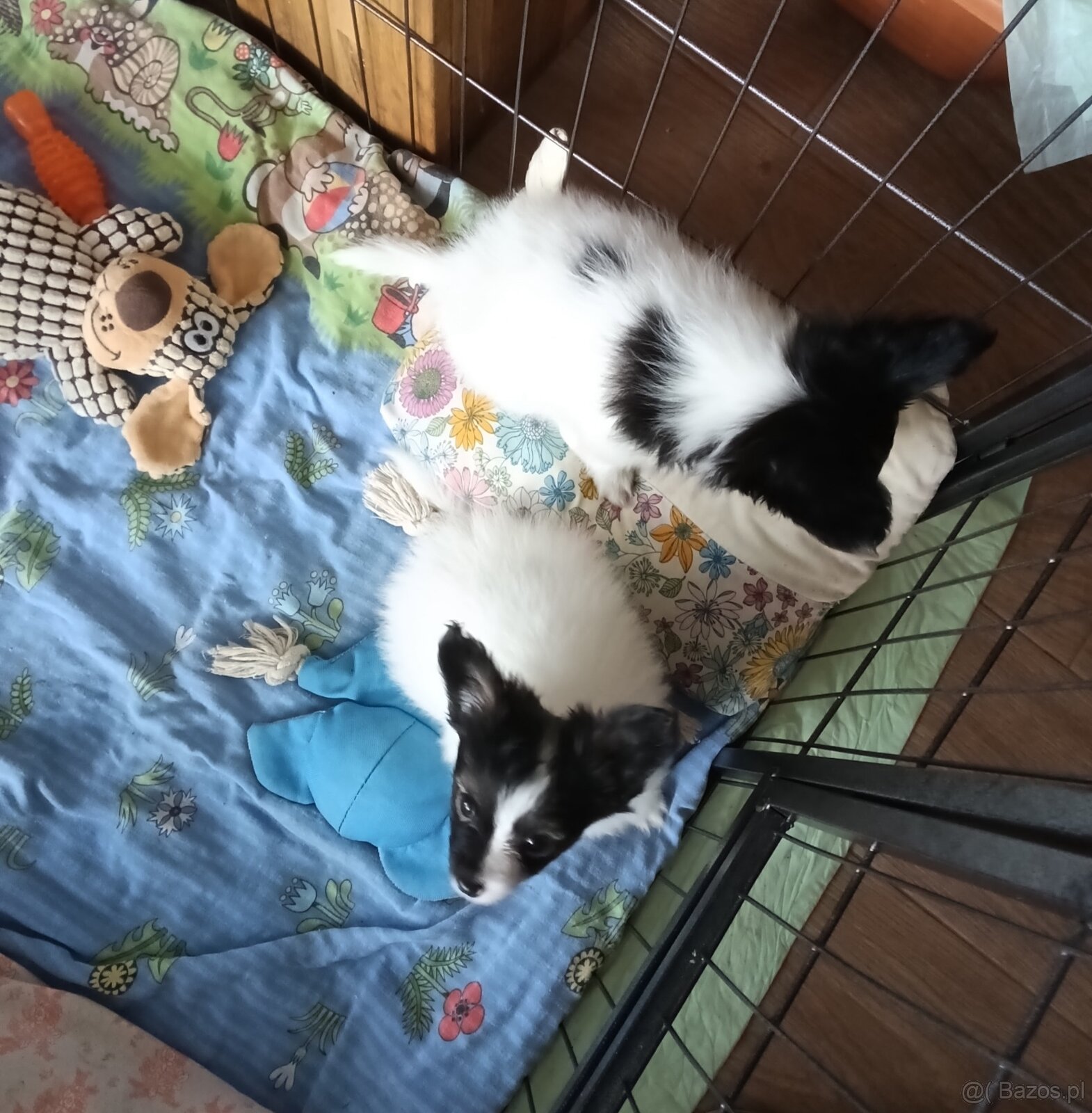 Papillon - tricolorní holčička - 2