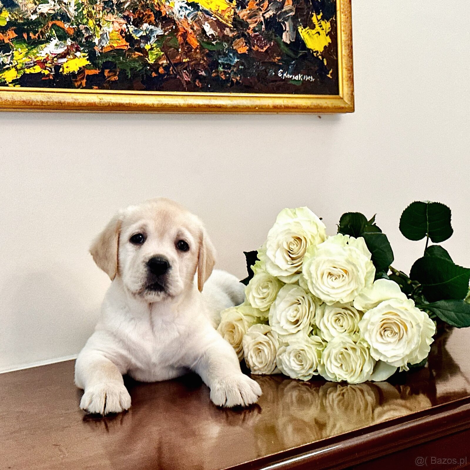 Szczenięta Labrador retriever - 2