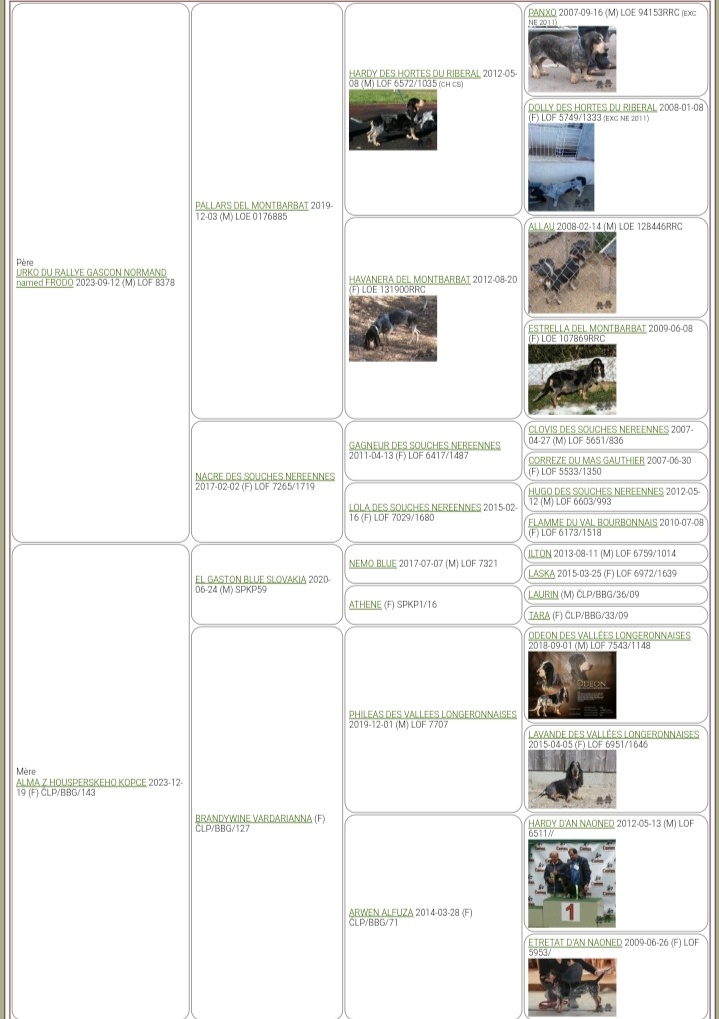 Niebieski basset gaskoński - 2