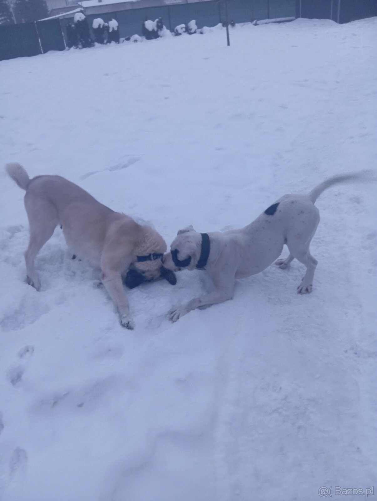 Bandog,kangal,Dog argentyński - 2