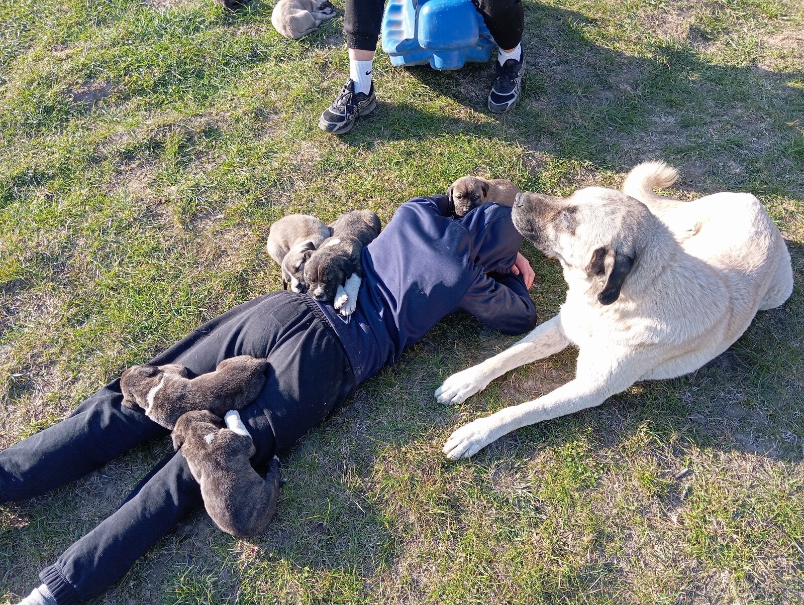 Bandog,kangal,Dog argentyński - 2
