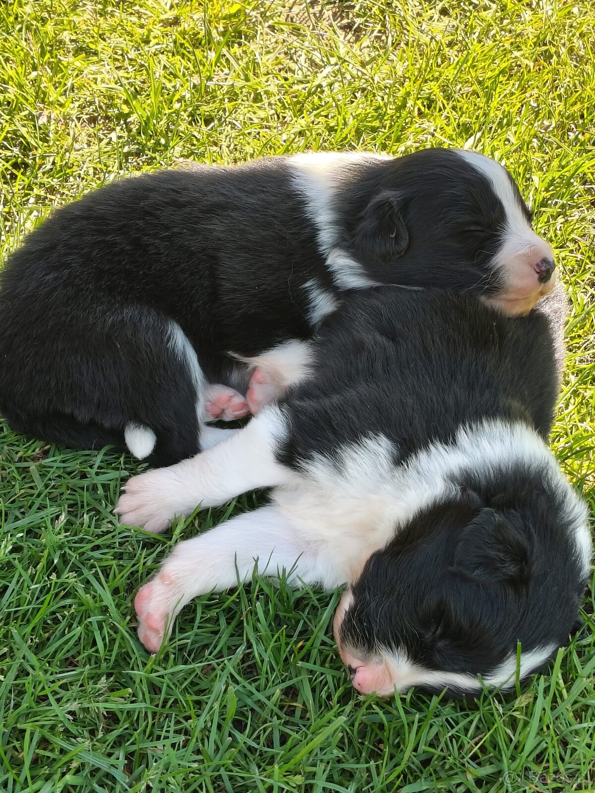 Szczenięta Border Collie ZKwP FCI - 2