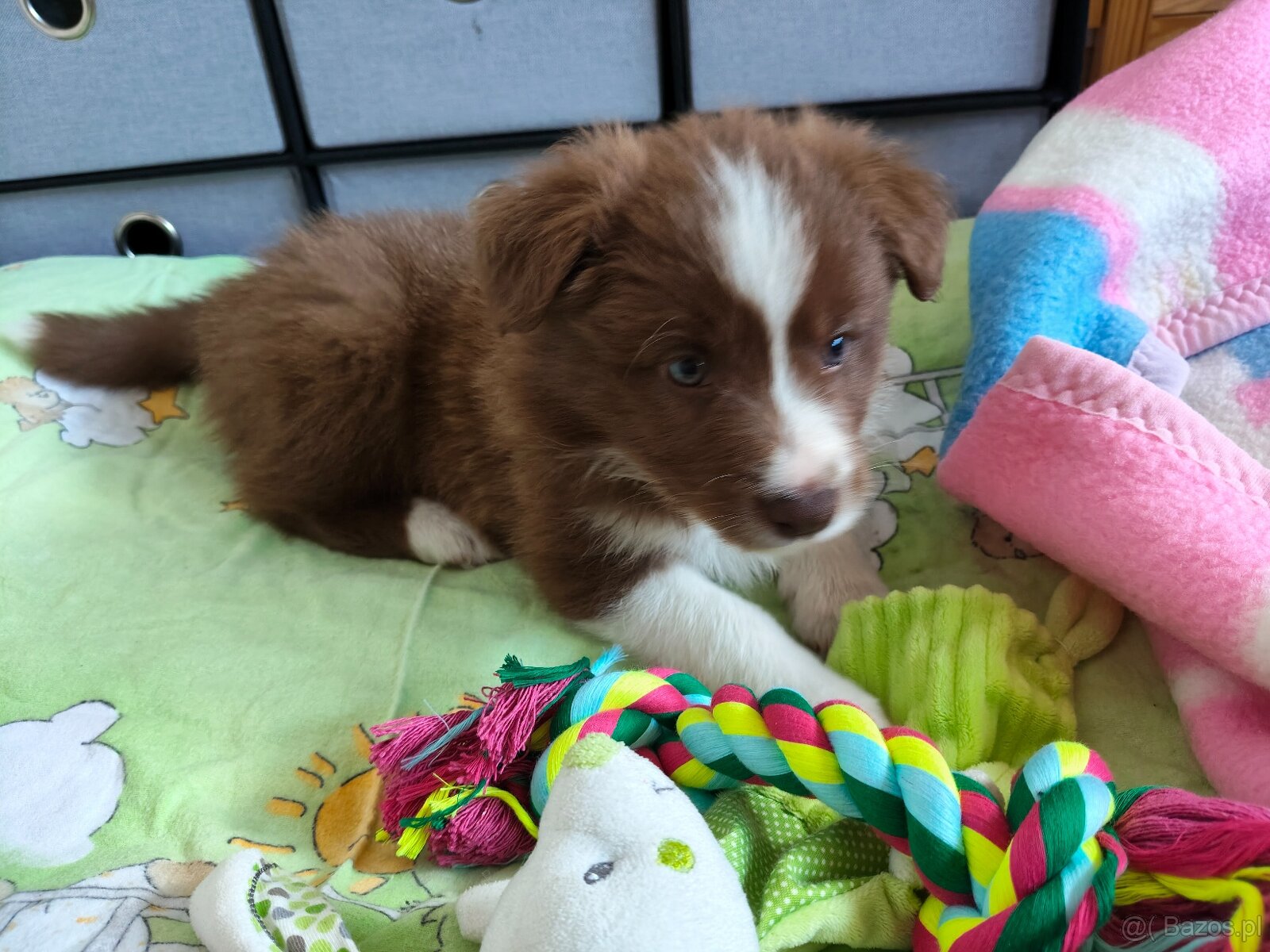 Szczenięta Border Collie ZKwP FCI - 2