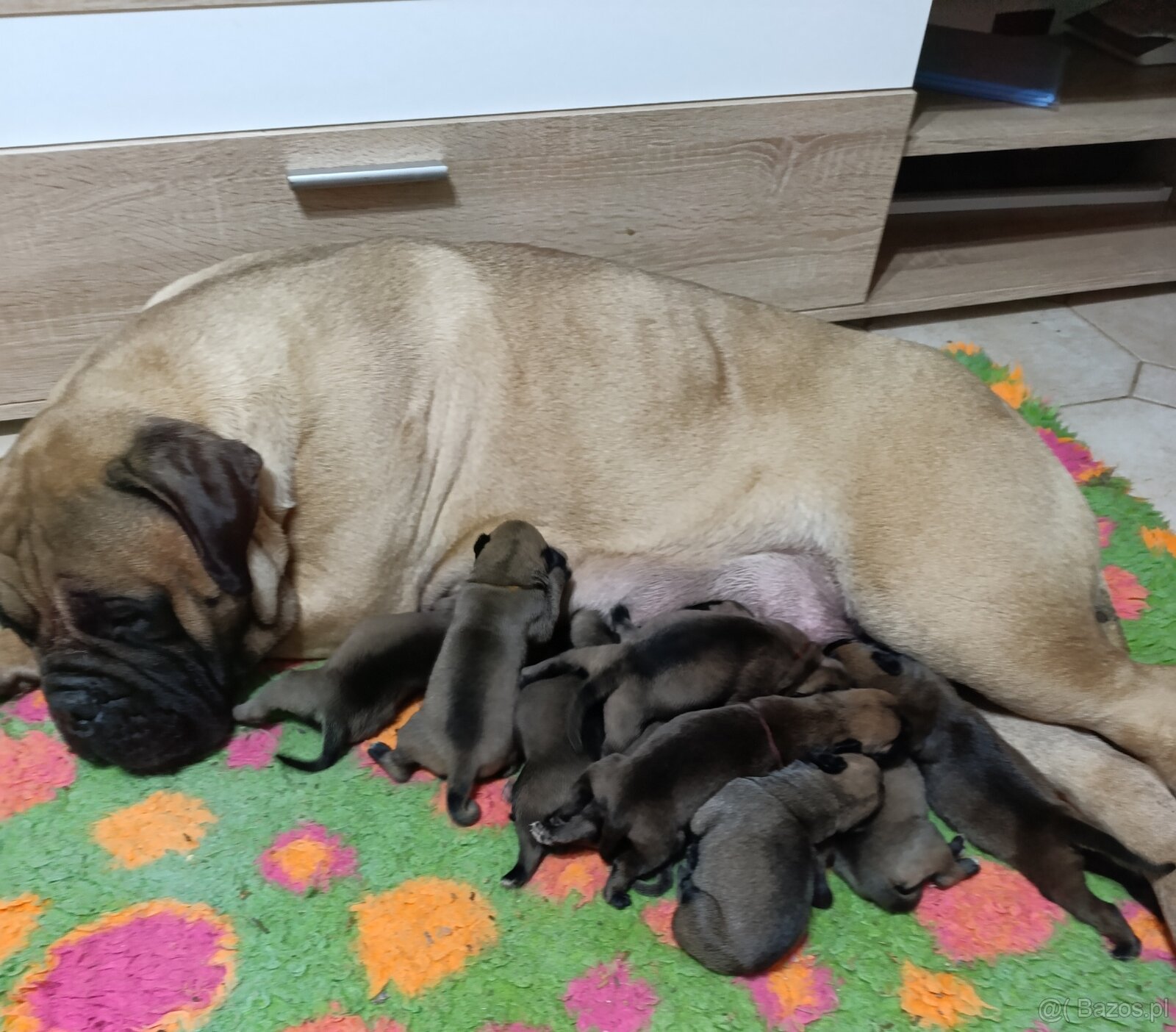 Bulmastif/ Bullmastiff s PP - 2