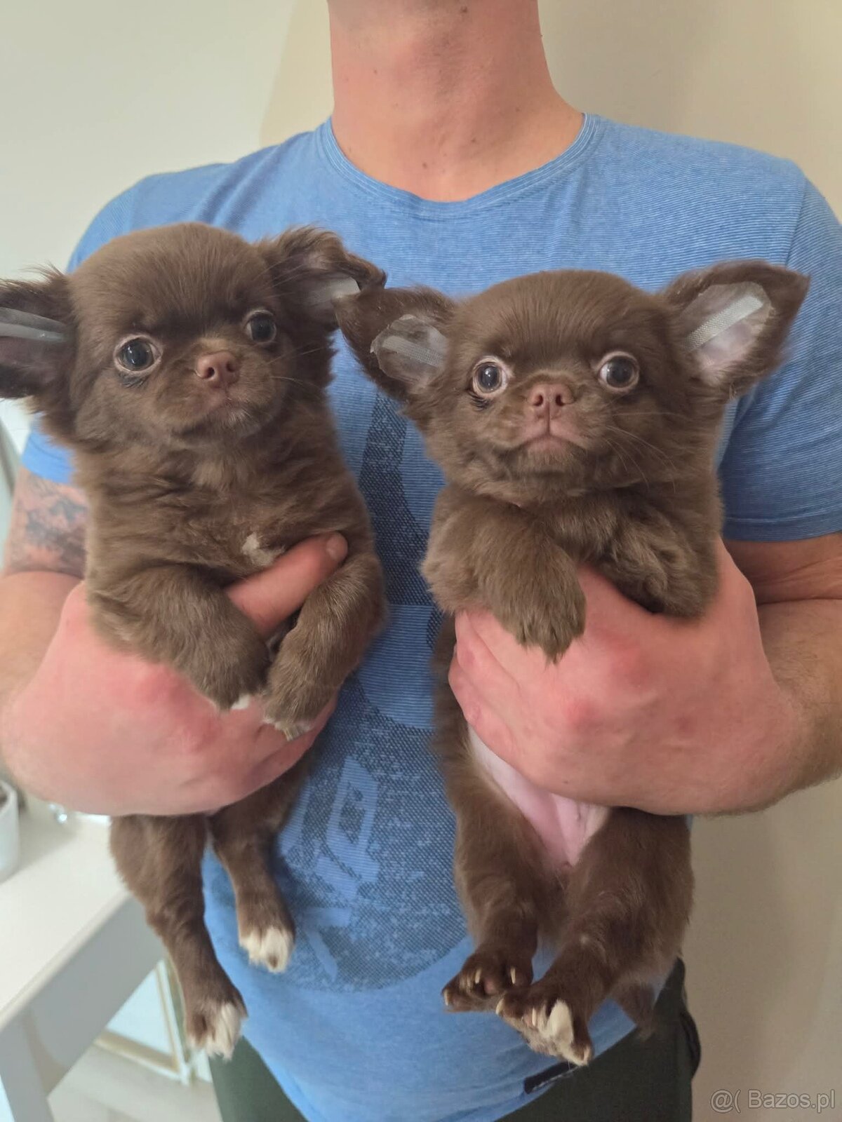 Chihuahua sunia czekoladowa - 2