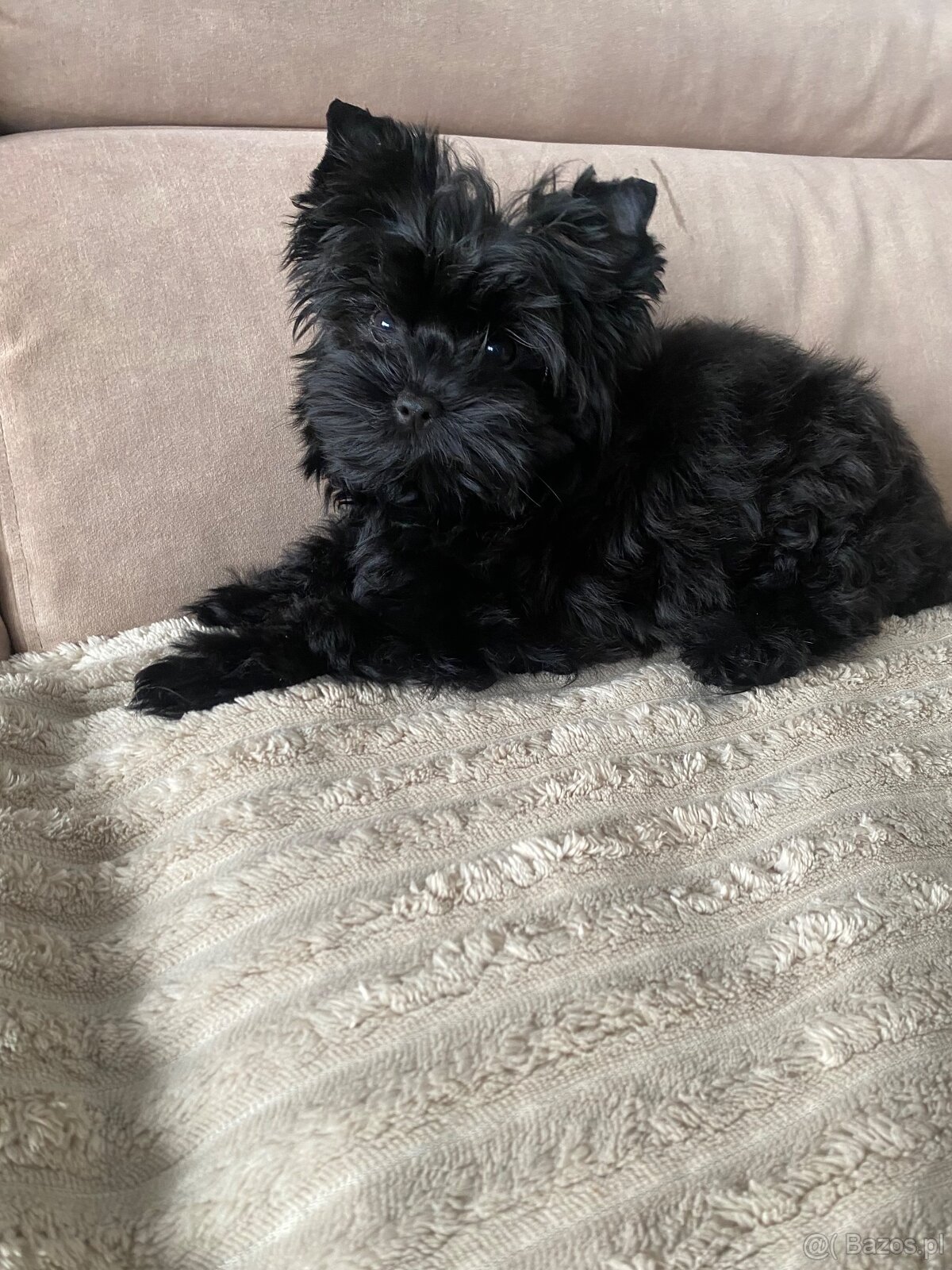 Yorkshire Terrier Black rodowód badania DNA - 2