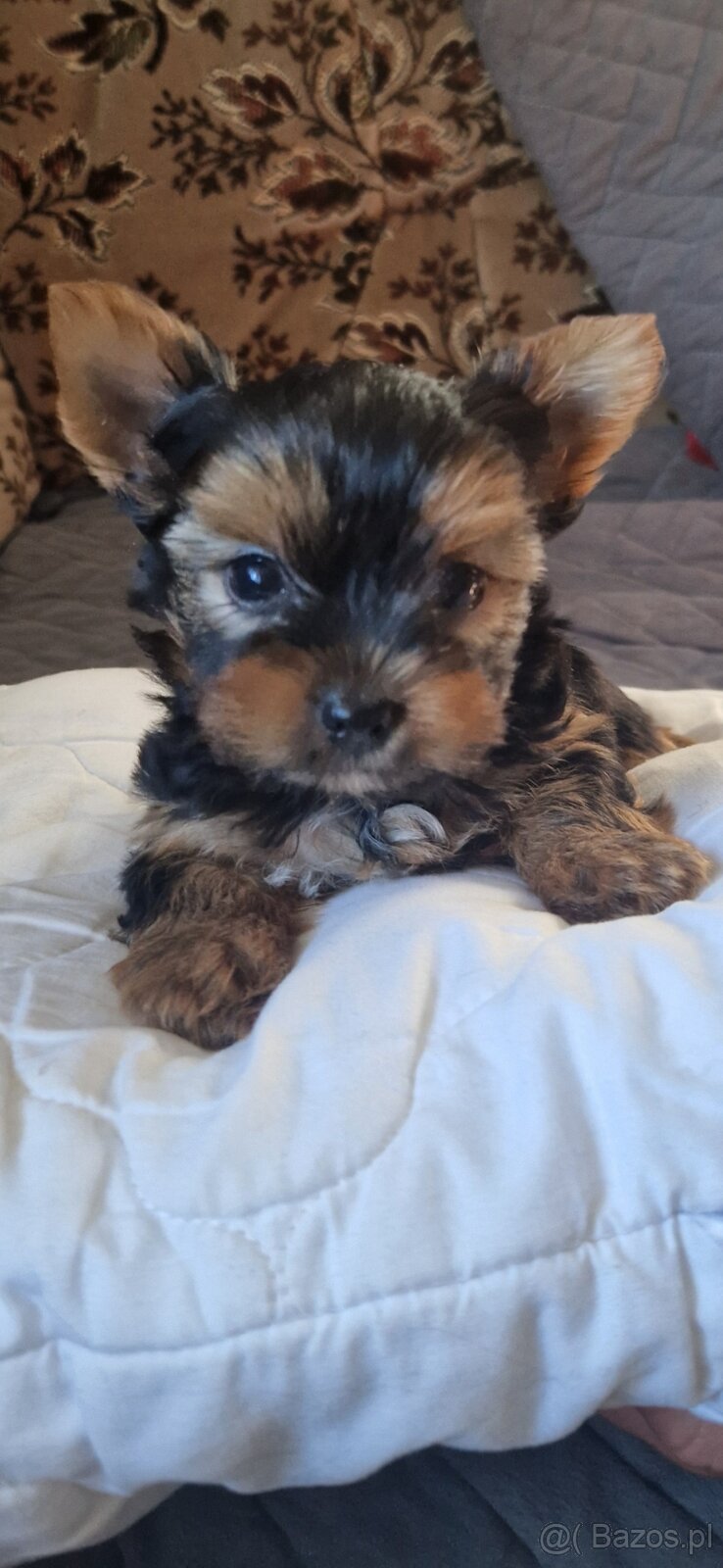 Yorkshire Terrier szczenięta - 2
